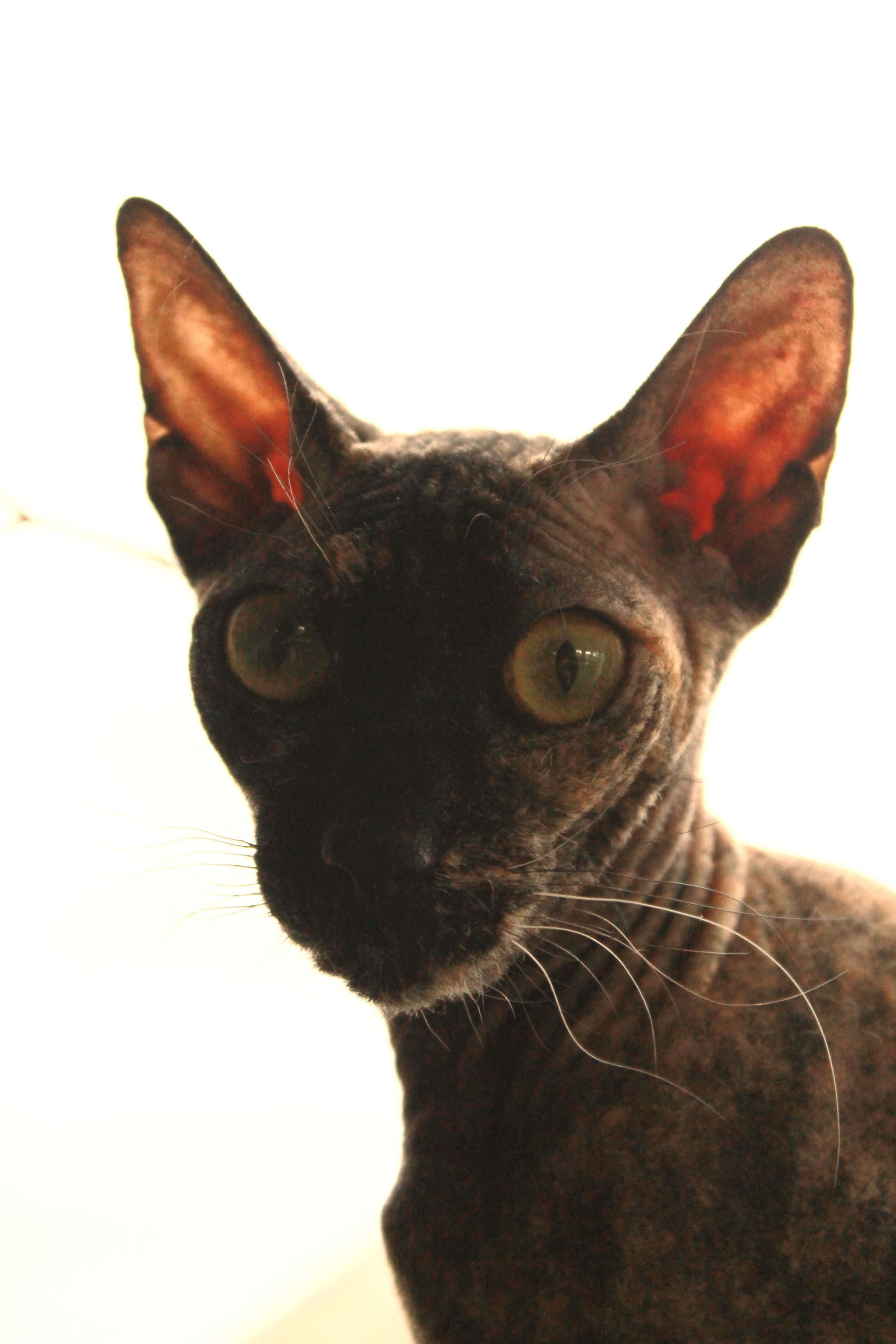 Ukrainian Levkoy, hairless cat, large ears, 2K Phone Wallpaper