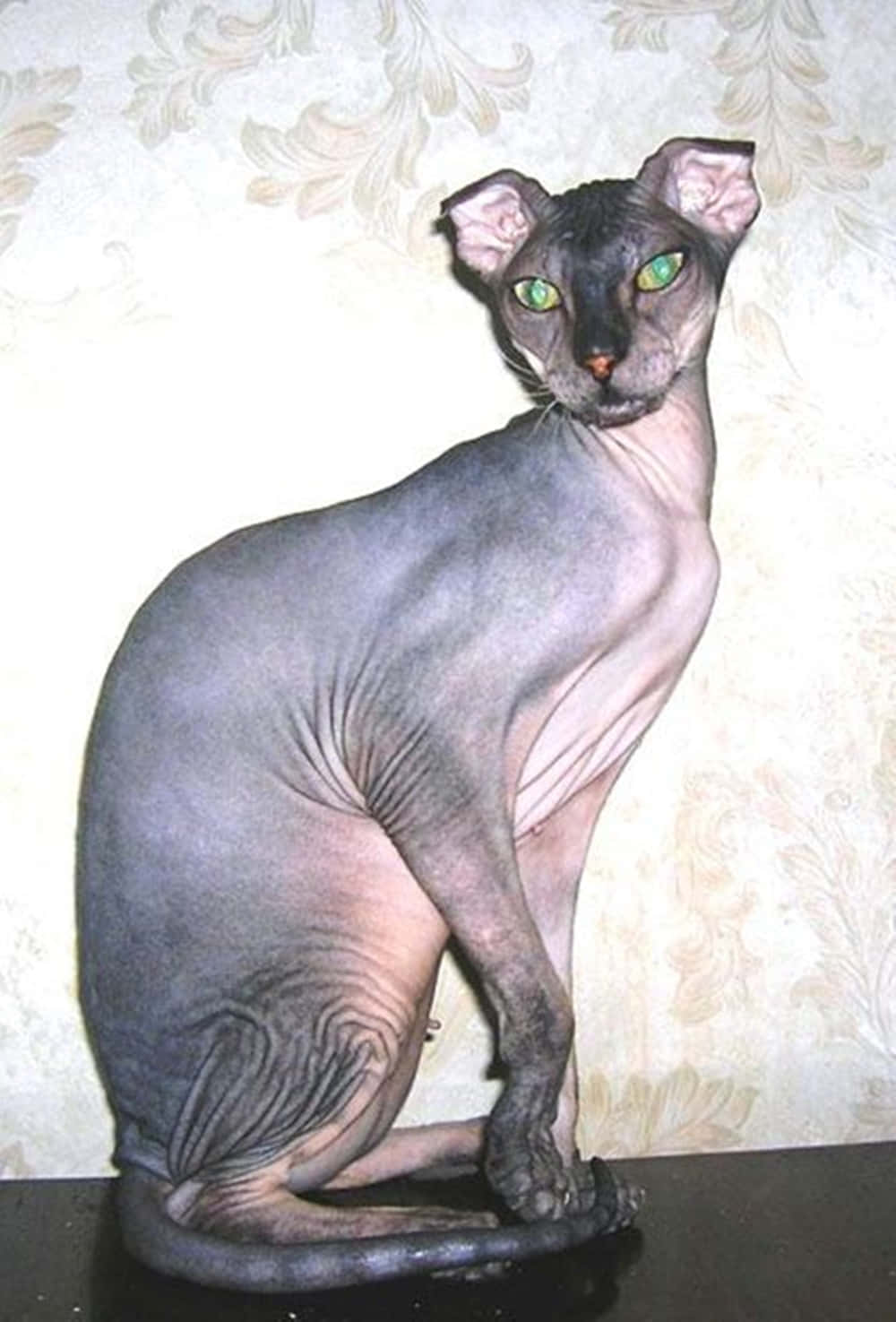 Ukrainian Levkoy, hairless sphynx cat, glowing green eyes, HD Phone Wallpaper