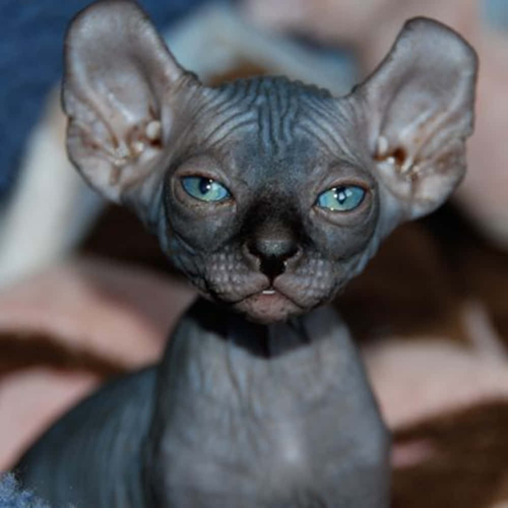 Ukrainian Levkoy, hairless sphynx cat, striking blue eyes, SD Desktop Wallpaper