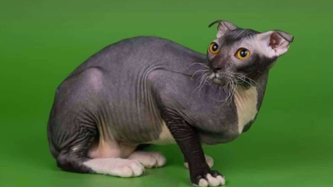 Ukrainian Levkoy, hairless sphynx cat, large yellow eyes, SD Desktop Wallpaper
