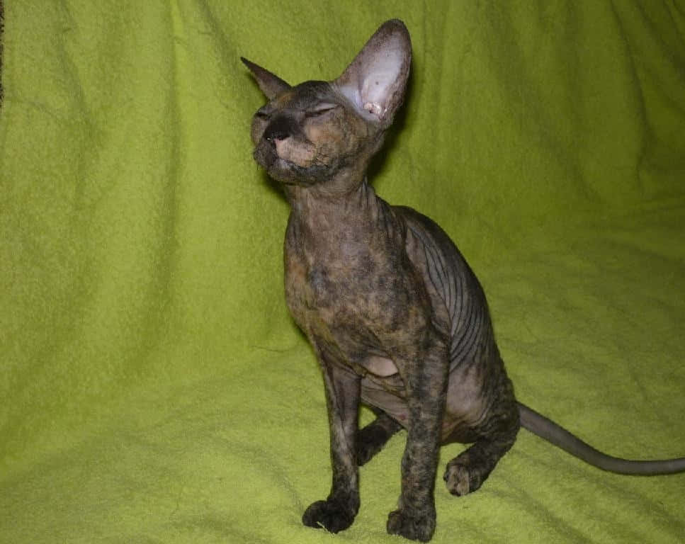 Ukrainian Levkoy, hairless sphynx cat, wrinkled skin, SD Desktop Wallpaper