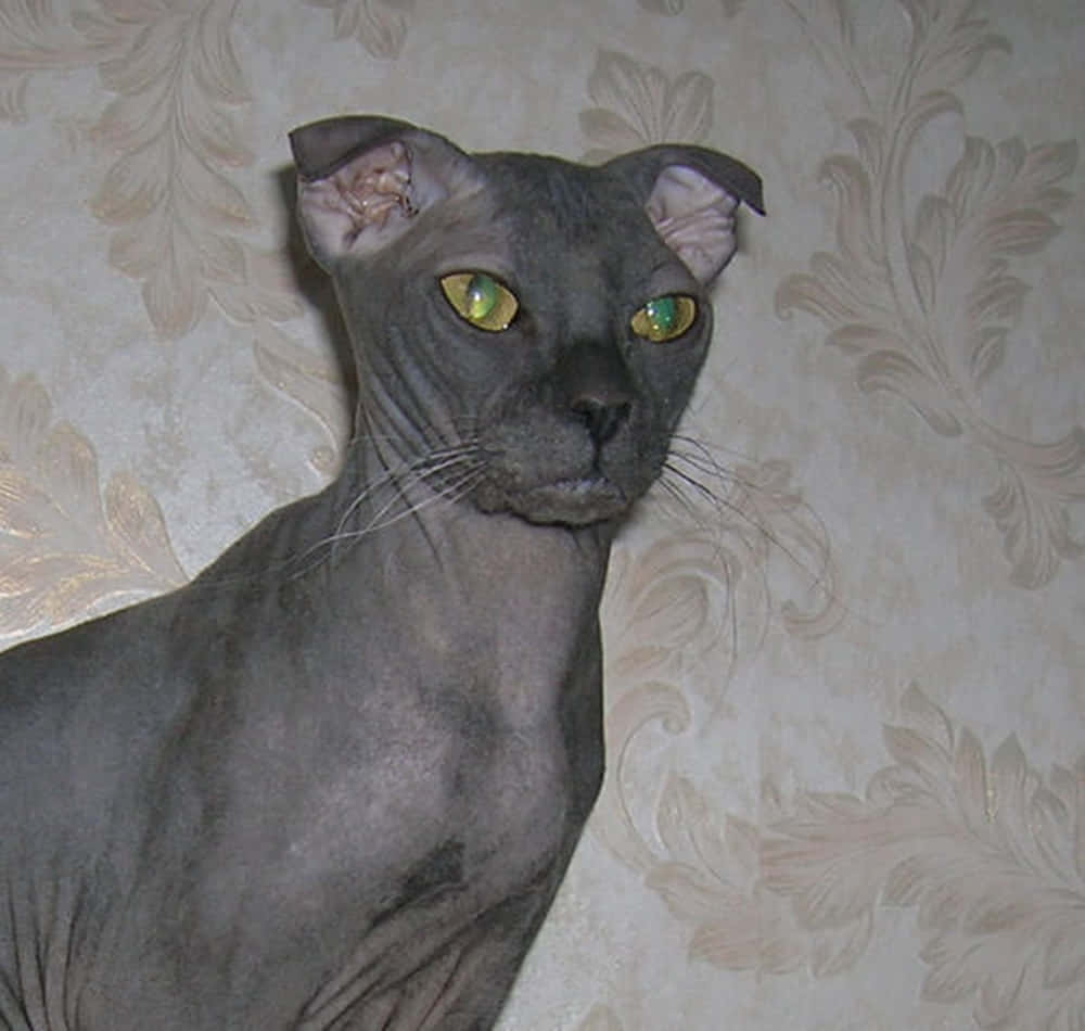 Ukrainian Levkoy, grey cat, green eyes, SD Desktop Wallpaper
