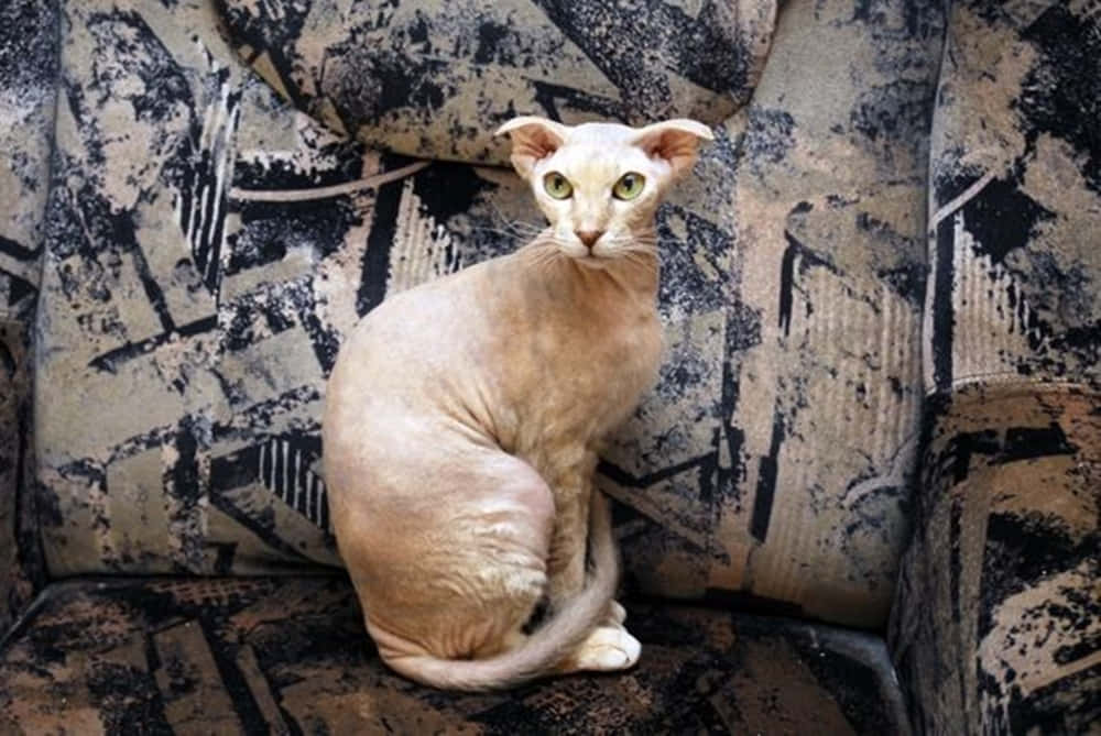 Ukrainian Levkoy, hairless sphynx cat, large ears, SD Desktop Wallpaper