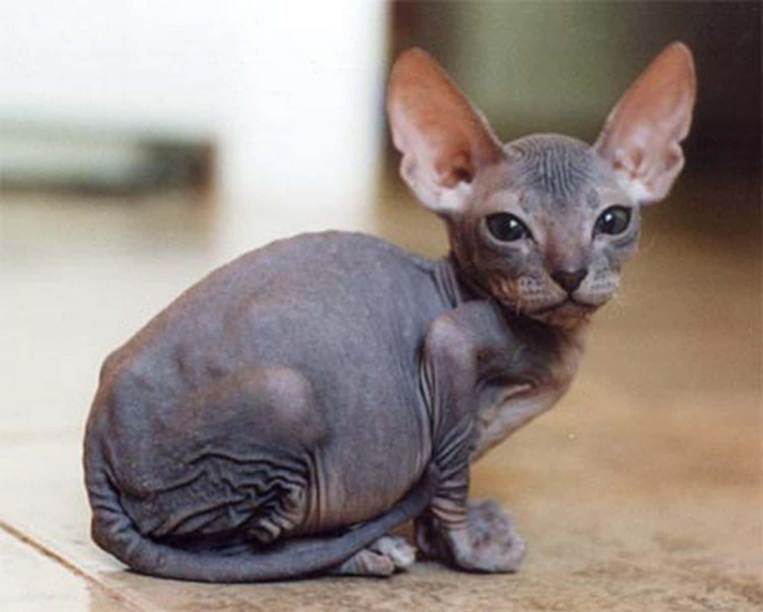 Ukrainian Levkoy, hairless sphynx kitten, large ears, HD Desktop Wallpaper