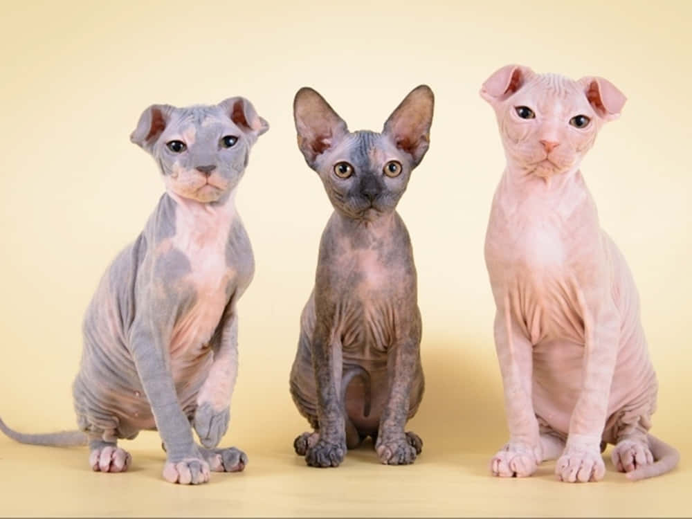 Ukrainian Levkoy, hairless sphynx cats, wrinkled skin, SD Desktop Wallpaper