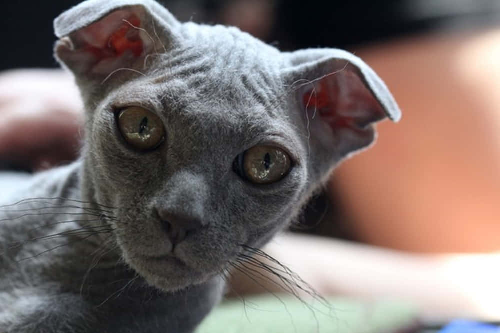 Ukrainian Levkoy, grey hairless cat, large ears, SD Desktop Wallpaper