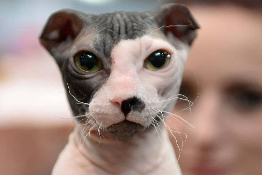 Ukrainian Levkoy, hairless sphynx cat, large green eyes, SD Desktop Wallpaper
