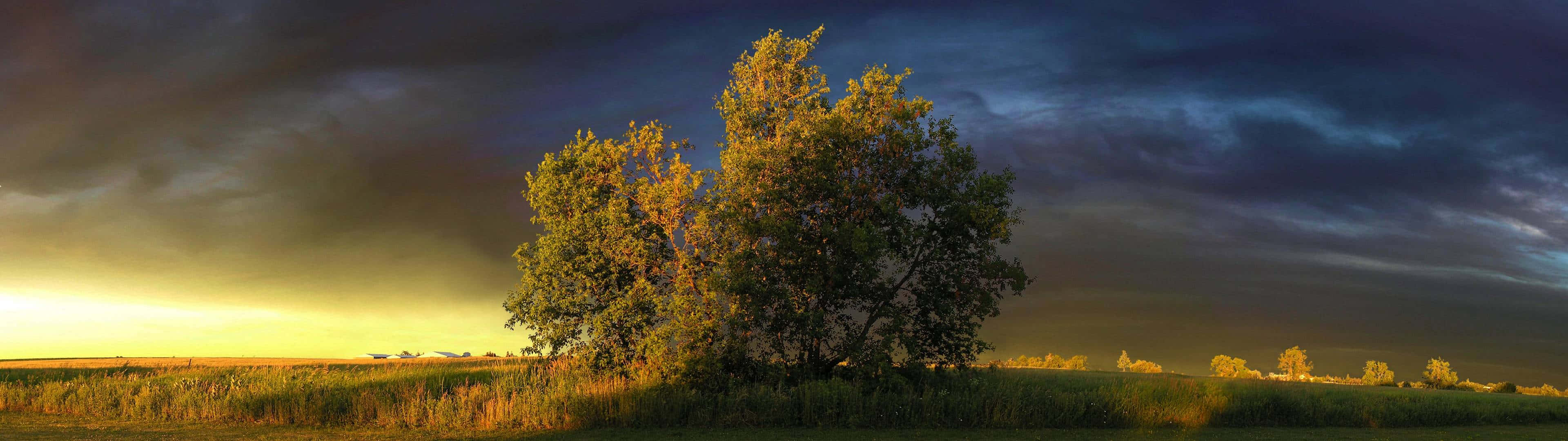 Ultra HD Dual Monitor, tree, sunset, 4K Desktop Wallpaper
