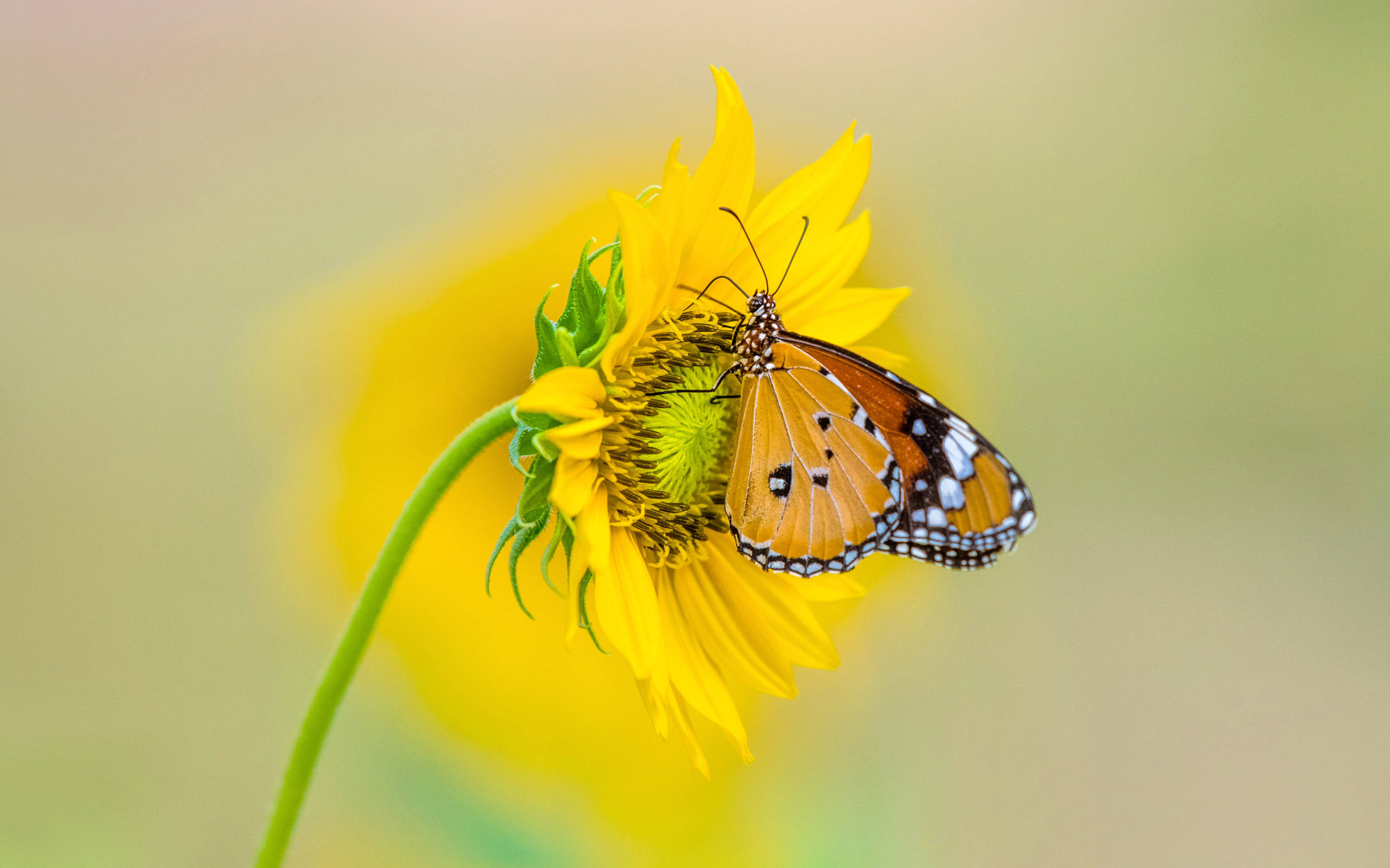 monarch butterfly, bright yellow sunflower, soft blurred green background, 4K Desktop Wallpaper