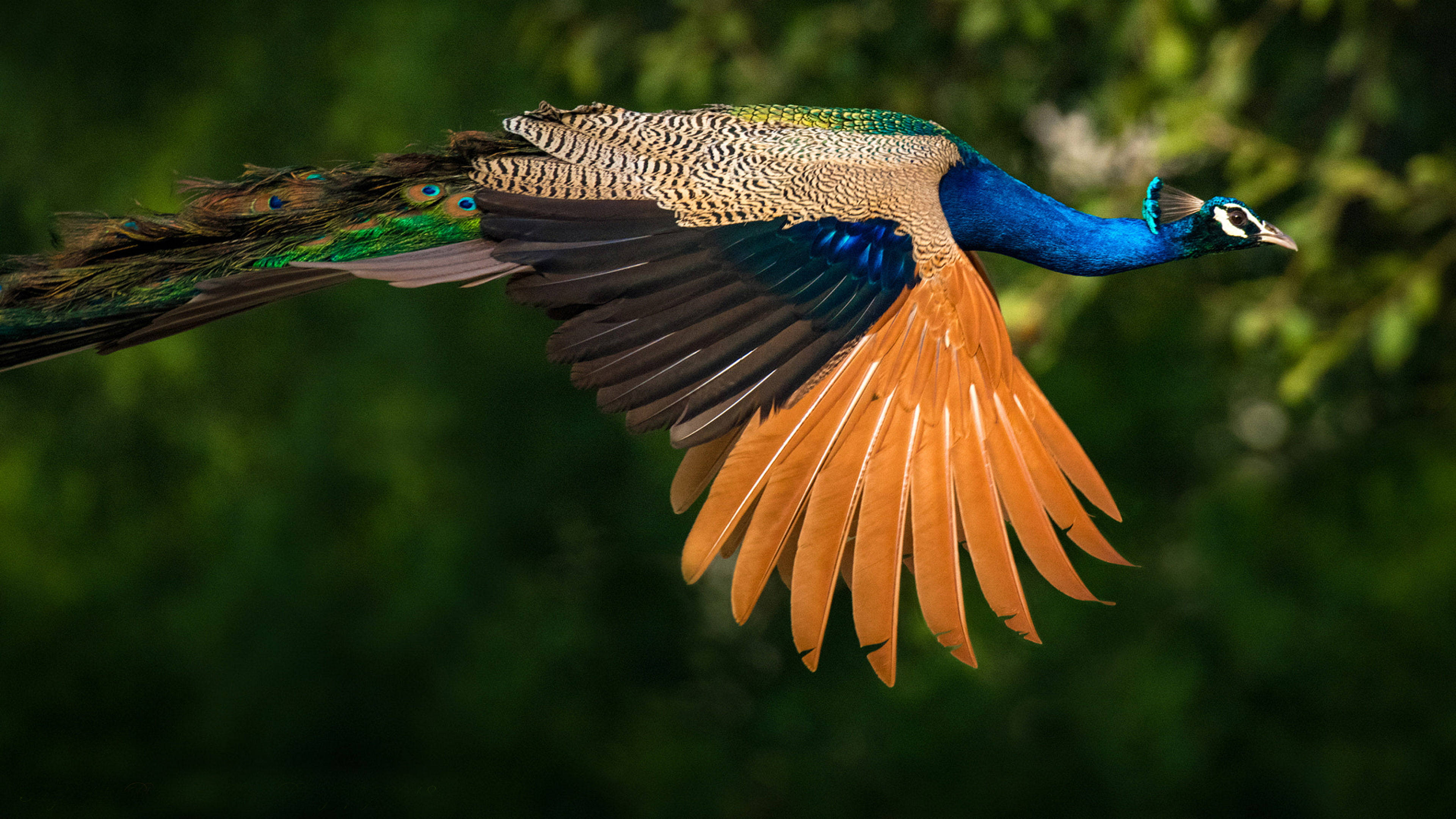 Ultra HD Flying Peacock Laptop, male peacock, lush green forest, 4K Desktop Wallpaper