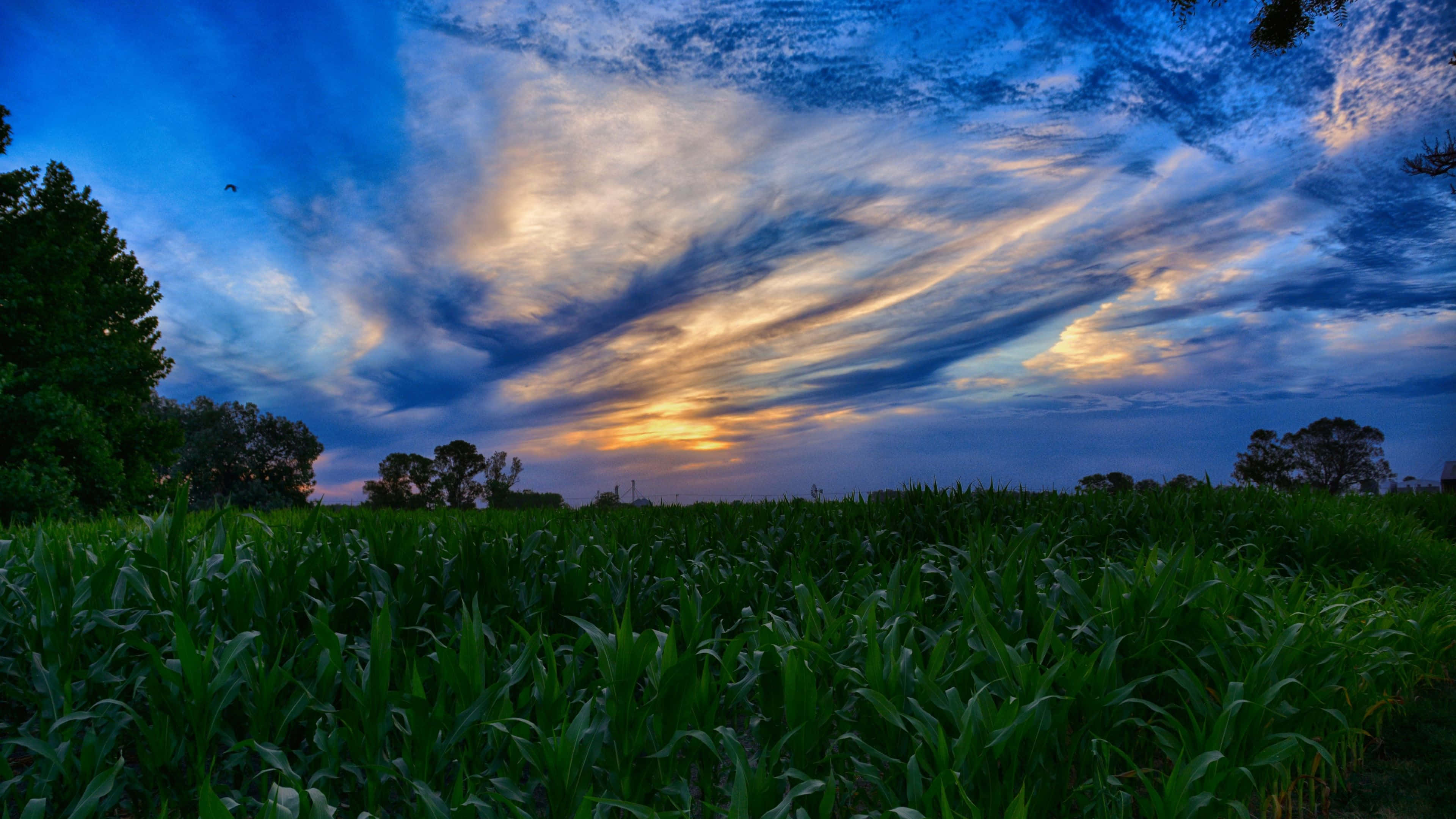 Ultra HD, 3840 x 2160, green cornfield, 4K Desktop Wallpaper