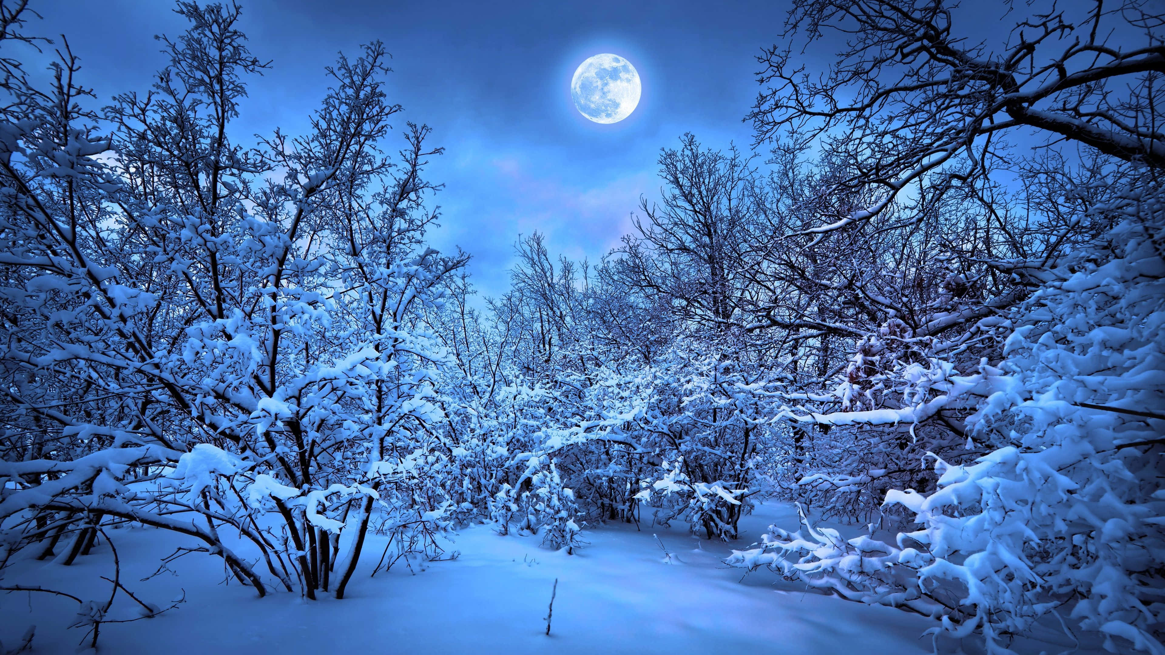 Ultra HD, 3840 x 2160, winter forest, 4K Desktop Wallpaper