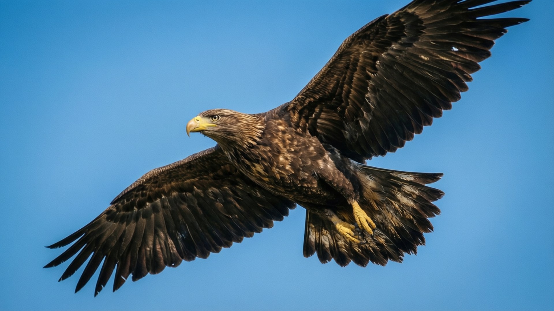 eagle, soaring, sky, Full HD Desktop Wallpaper