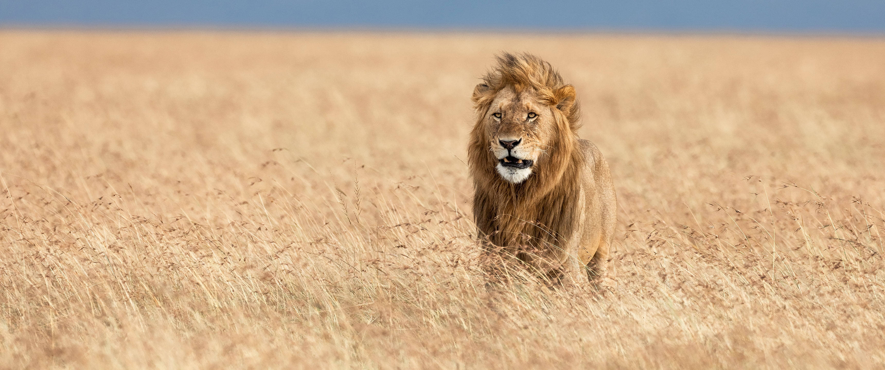Ultra Wide 4K, lion, full mane, 2K Desktop Wallpaper