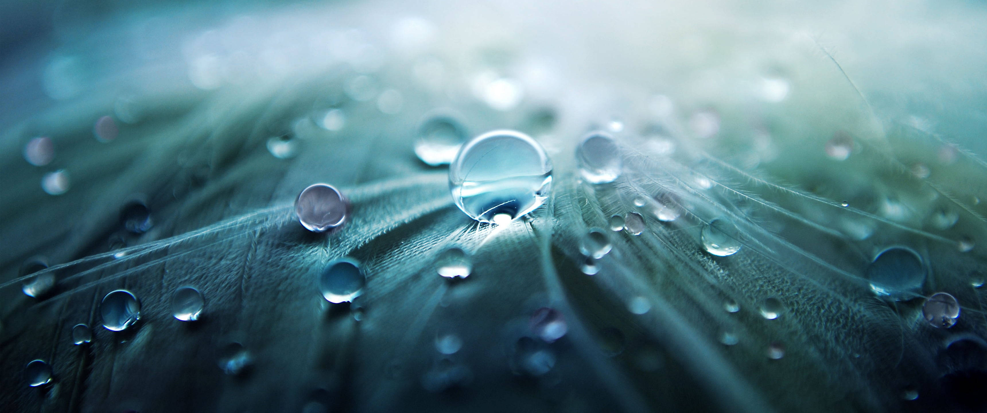 Ultra Wide 4K, water droplets, textured green leaf, 2K Desktop Wallpaper