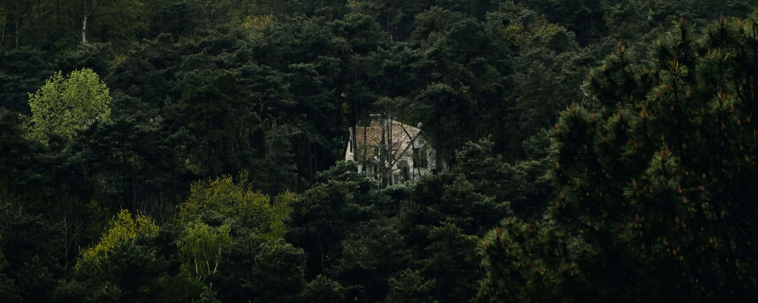 ultra wide nature, stone house, dense dark forest, 2K Desktop Wallpaper