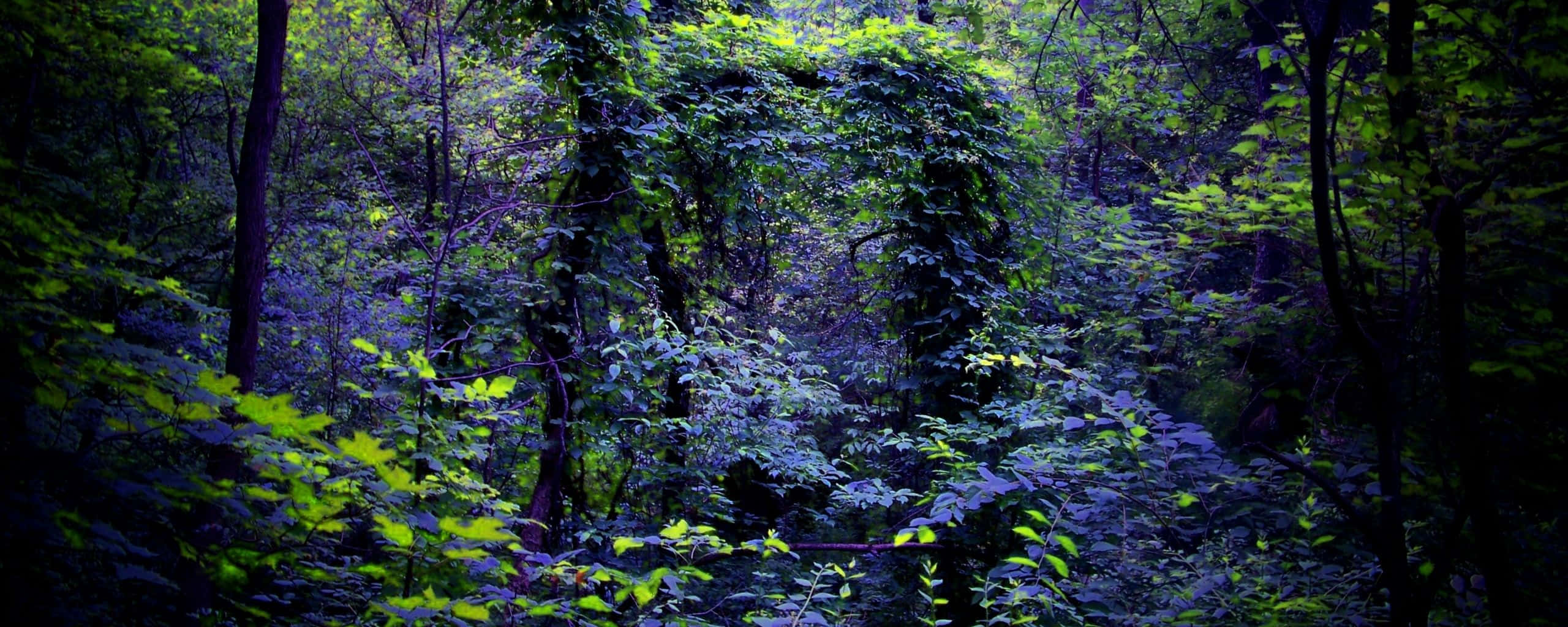dense forest canopy, cool blue light, vibrant green light, 2K Desktop Wallpaper
