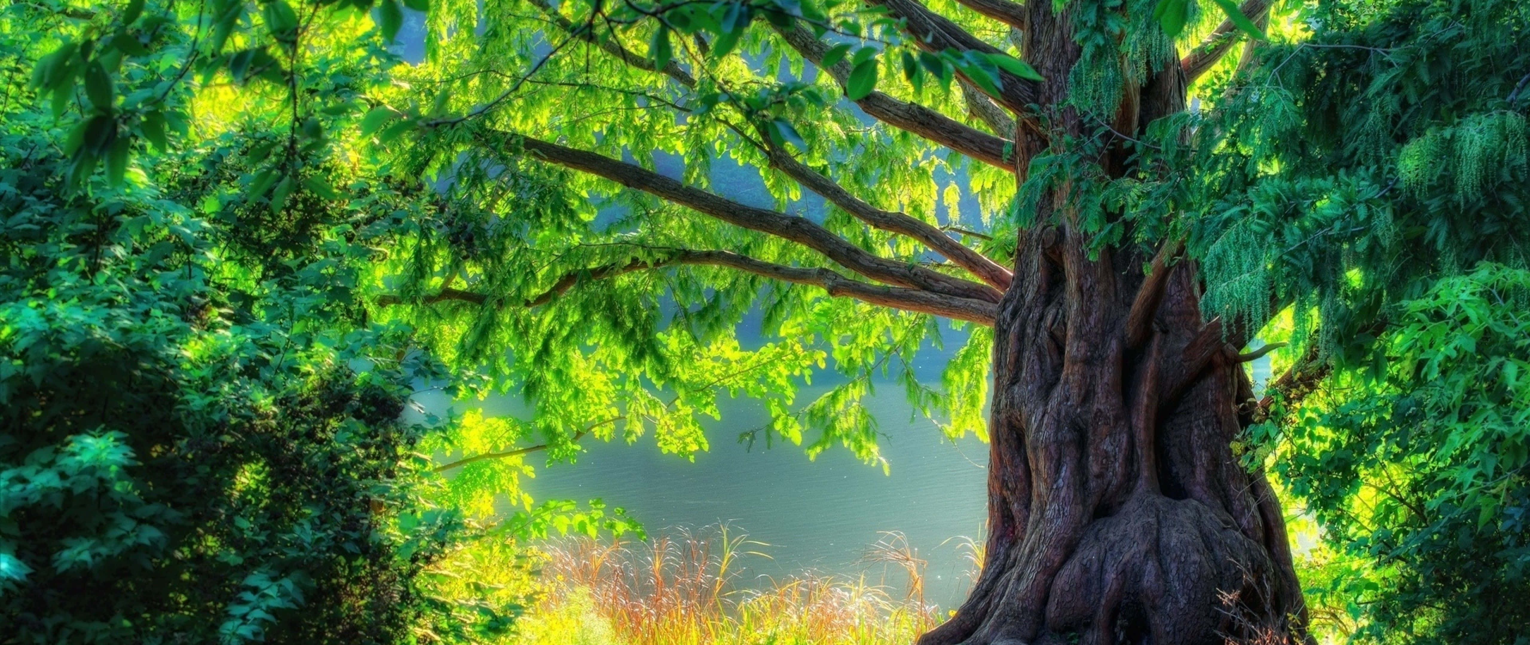 Ultra Wide Nature, glacial wonderland, vibrant green leaves, 5K Desktop Wallpaper