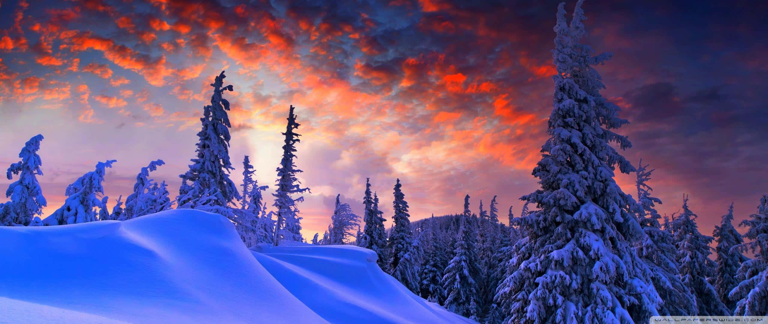 snowy pine trees, fiery orange and purple sunset sky, silhouetted, 2K Desktop Wallpaper
