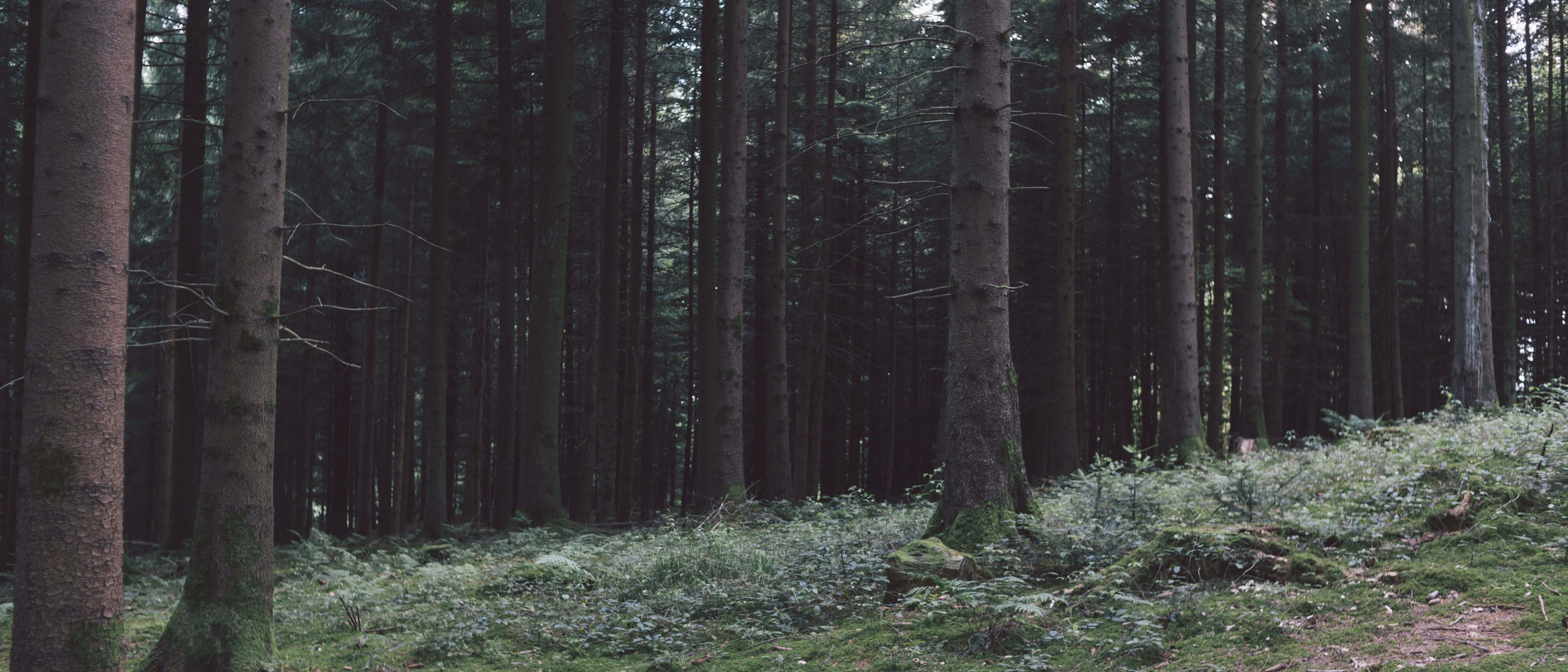 Ultra Wide vista, dense forest, mossy ground, 5K Desktop Wallpaper