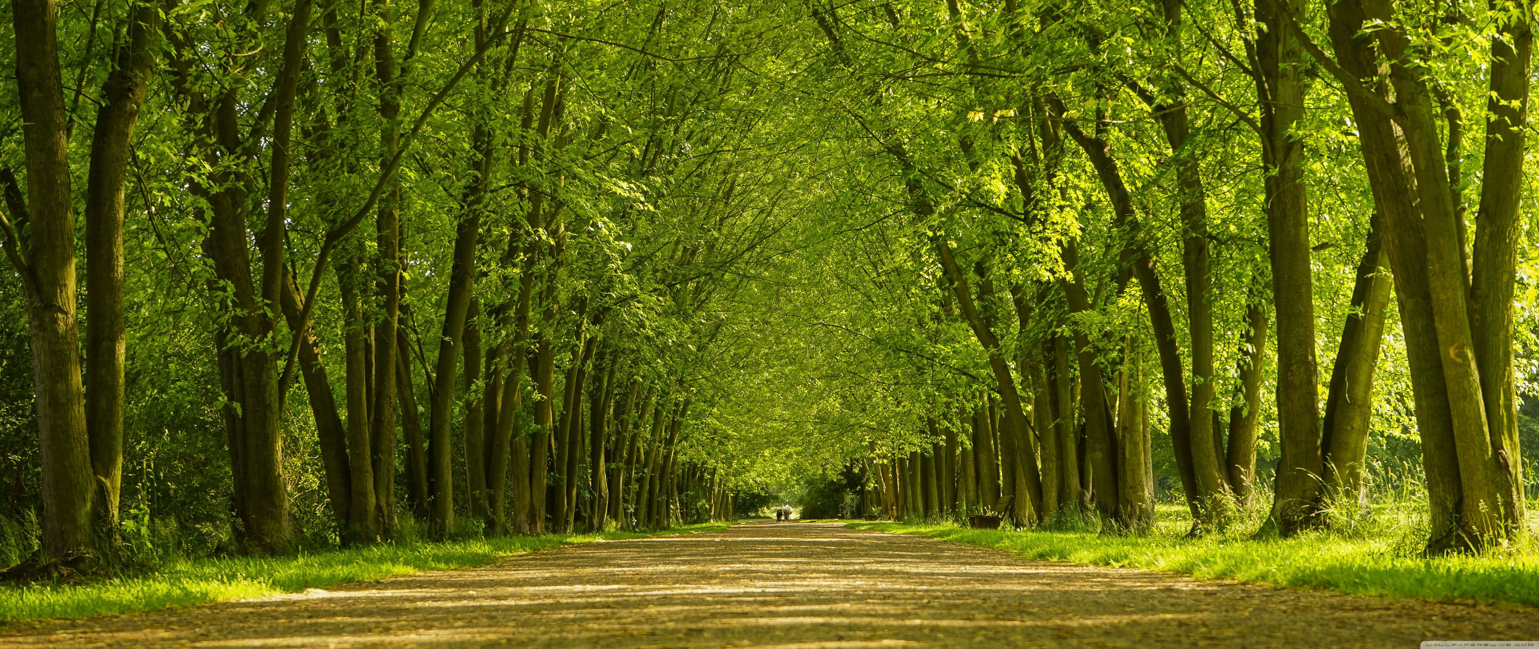 ultra wide nature, sunlit dirt path, dense canopy, 5K Desktop Wallpaper