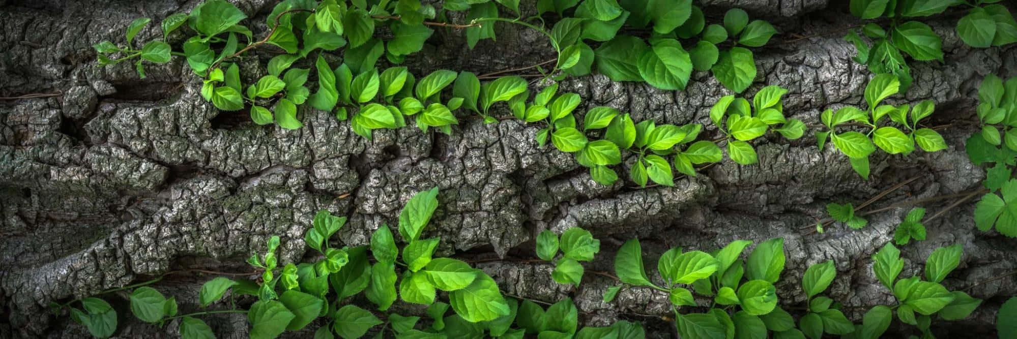 Gregarious Green Leaves Landscape, vibrant green ivy leaves, rugged textured tree bark, Full HD Desktop Wallpaper
