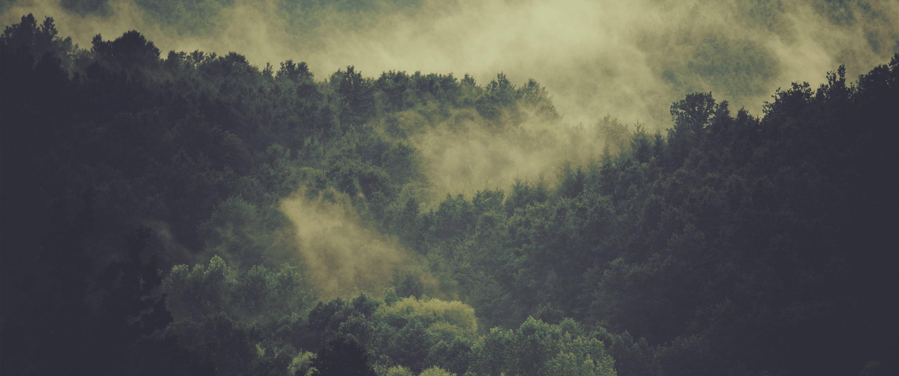 ultrawide, forest, rolling hills, 2K Desktop Wallpaper