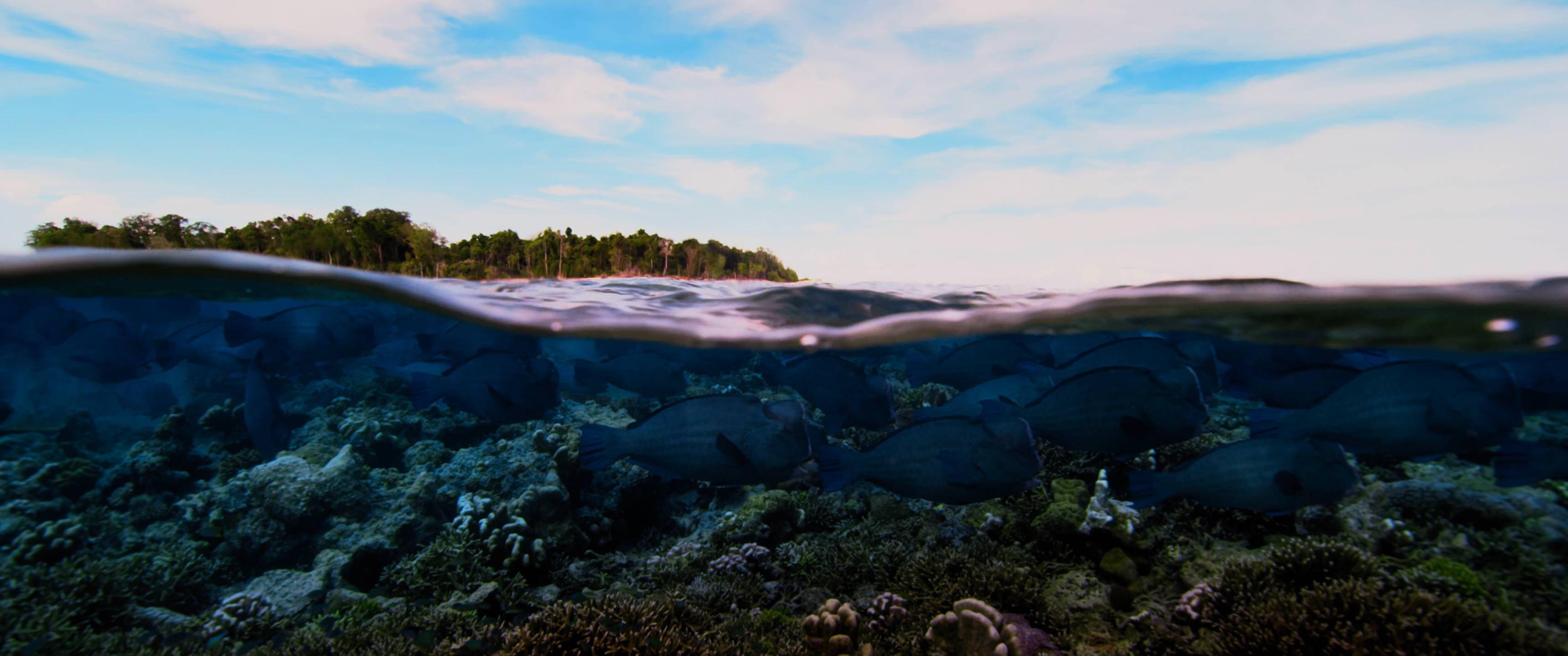 Ultrawide, coral reef, tropical island, 2K Desktop Wallpaper