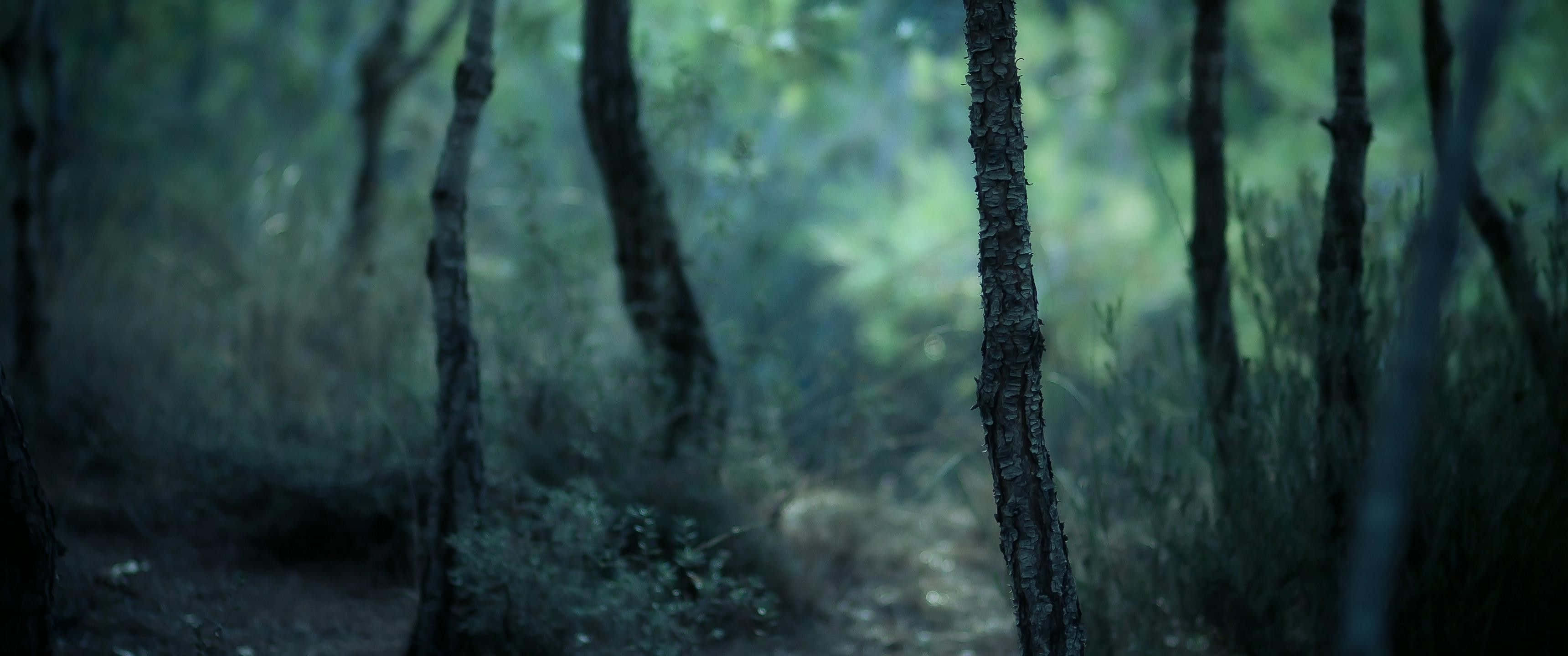 ultra wide nature, misty forest path, tall trees, 2K Desktop Wallpaper