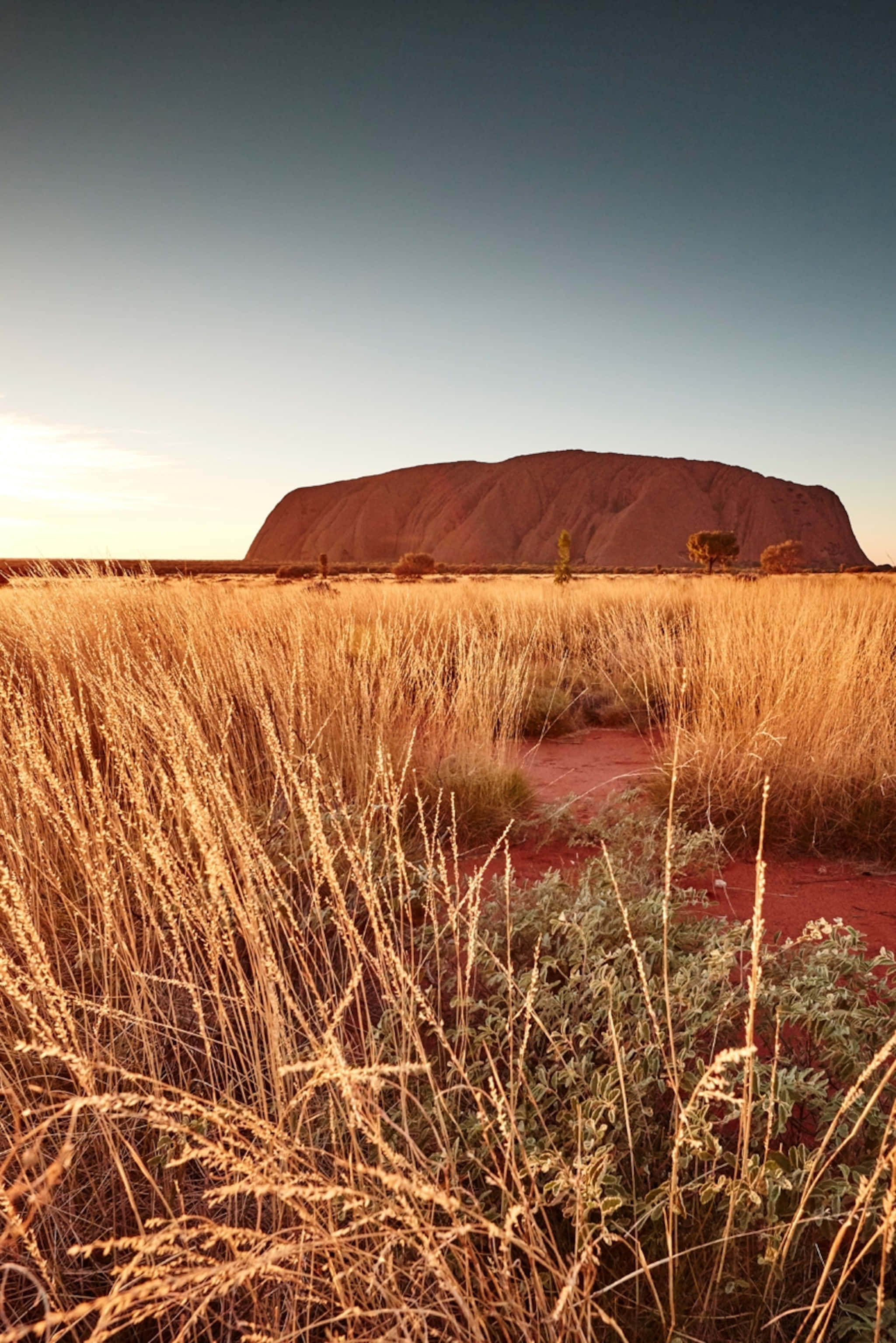 Uluru, yellow shrubs, plains, 2K Phone Wallpaper