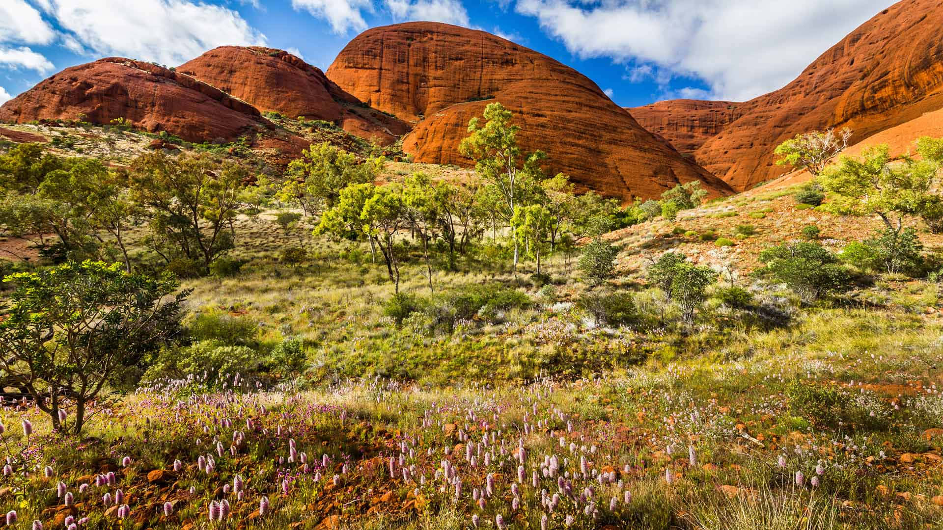 Uluru, purple wildflowers, green shrubs, Full HD Desktop Wallpaper