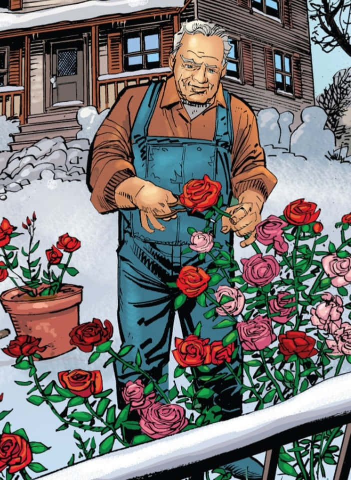 Uncle Ben, red rose, snowy garden, SD Phone Wallpaper