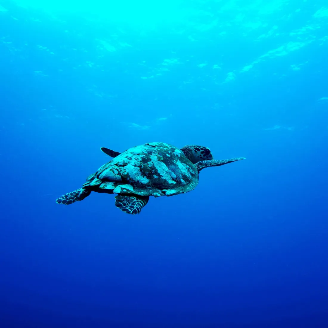 Underwater iPhone