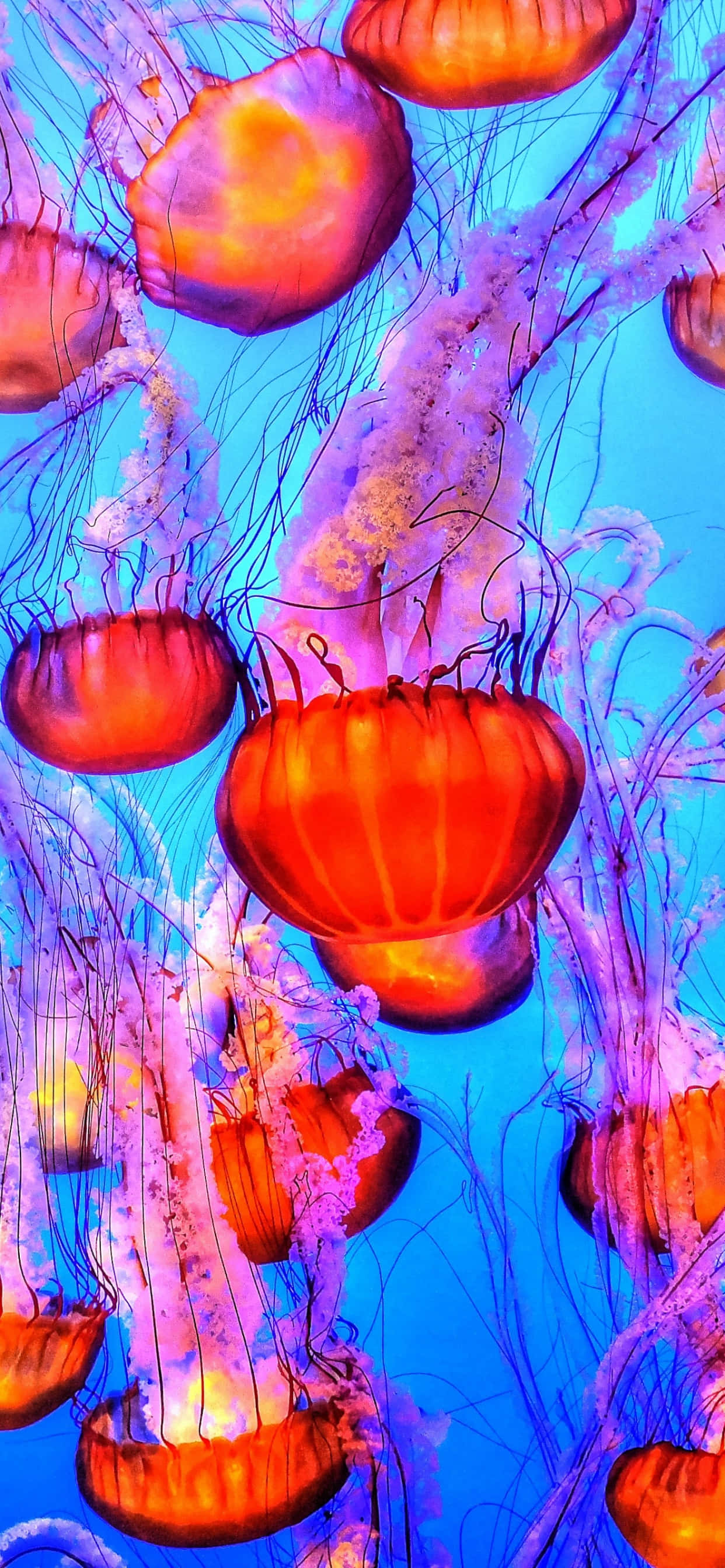 Underwater iPhone, jellyfish, orange, 2K Phone Wallpaper