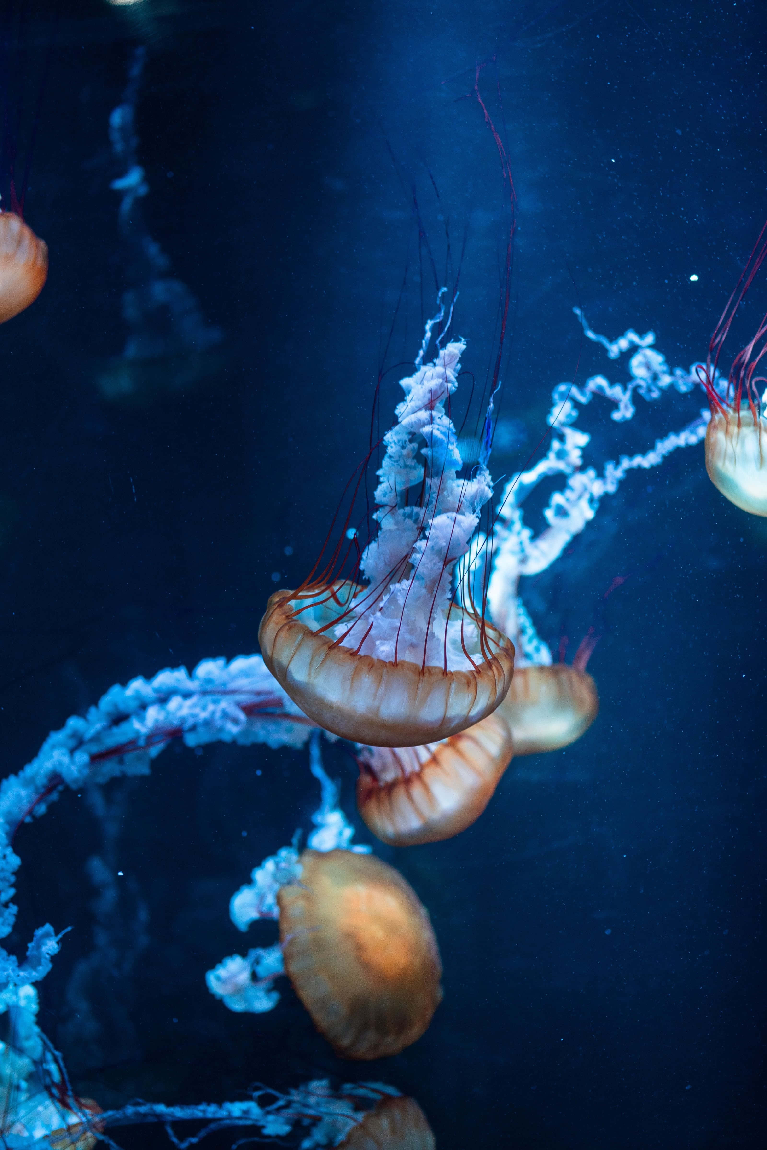 Underwater iPhone, jellyfish, glowing orange, 4K Phone Wallpaper