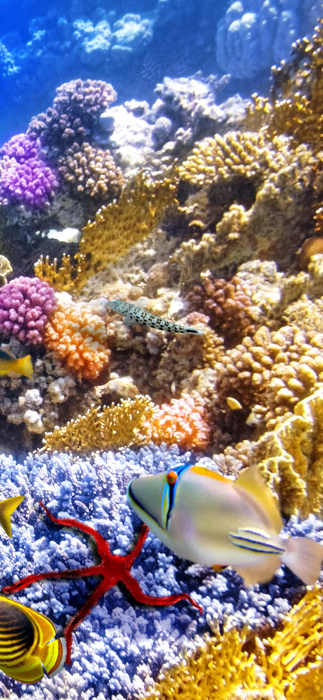 Underwater iPhone, coral reef, colorful fish, Full HD Phone Wallpaper