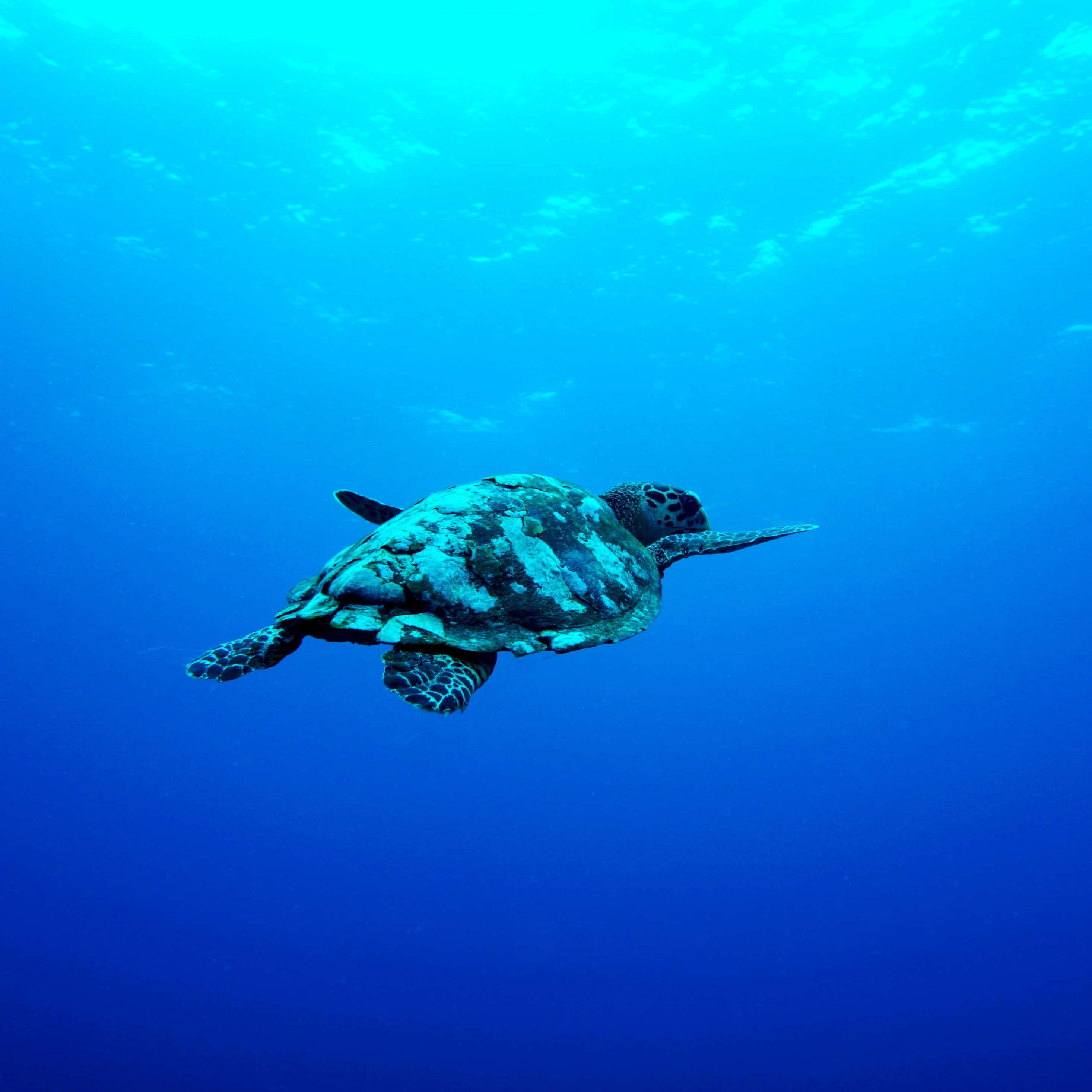 underwater iPhone, green sea turtle, turquoise ocean water, 2K Desktop Wallpaper
