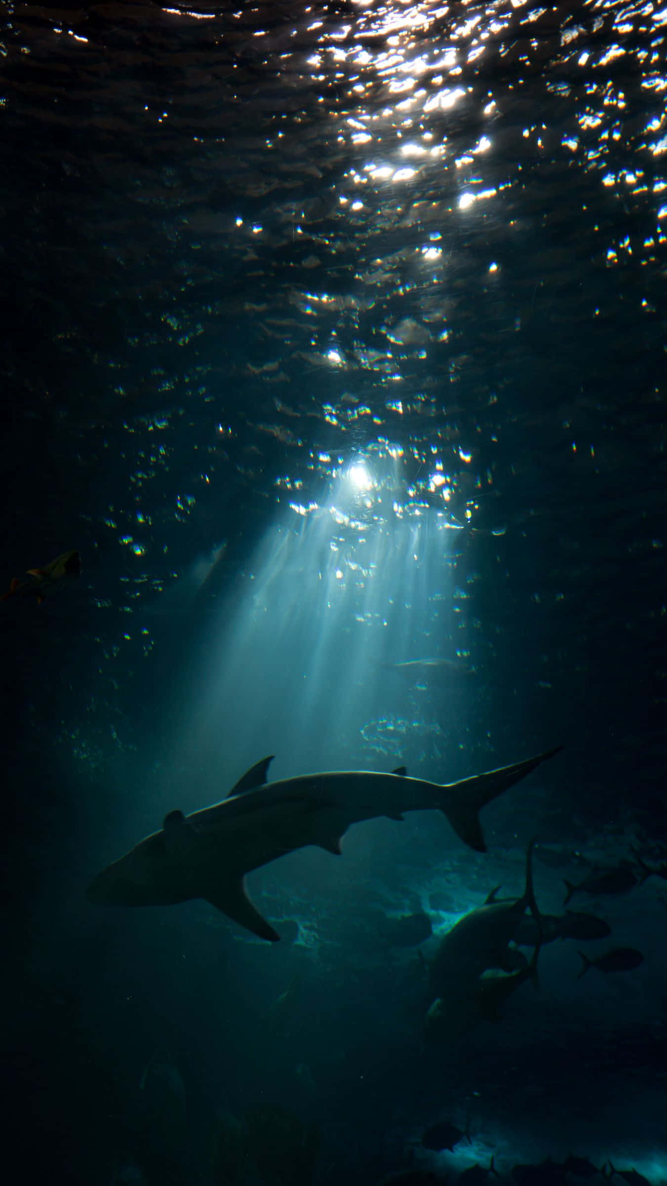 sharks, deep blue water, sunbeams, Full HD Phone Wallpaper