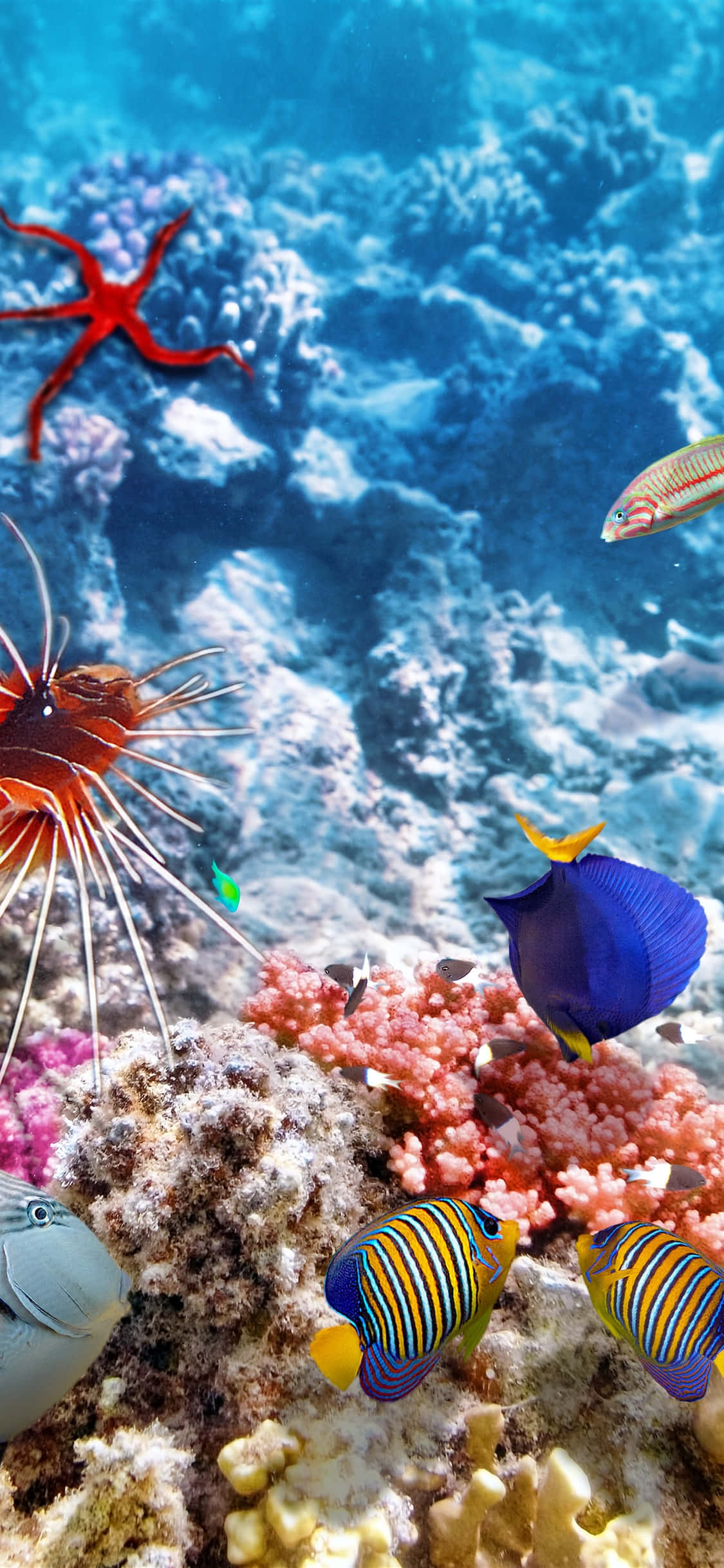 colorful coral reef, vibrant tropical fish, red starfish, Full HD Phone Wallpaper
