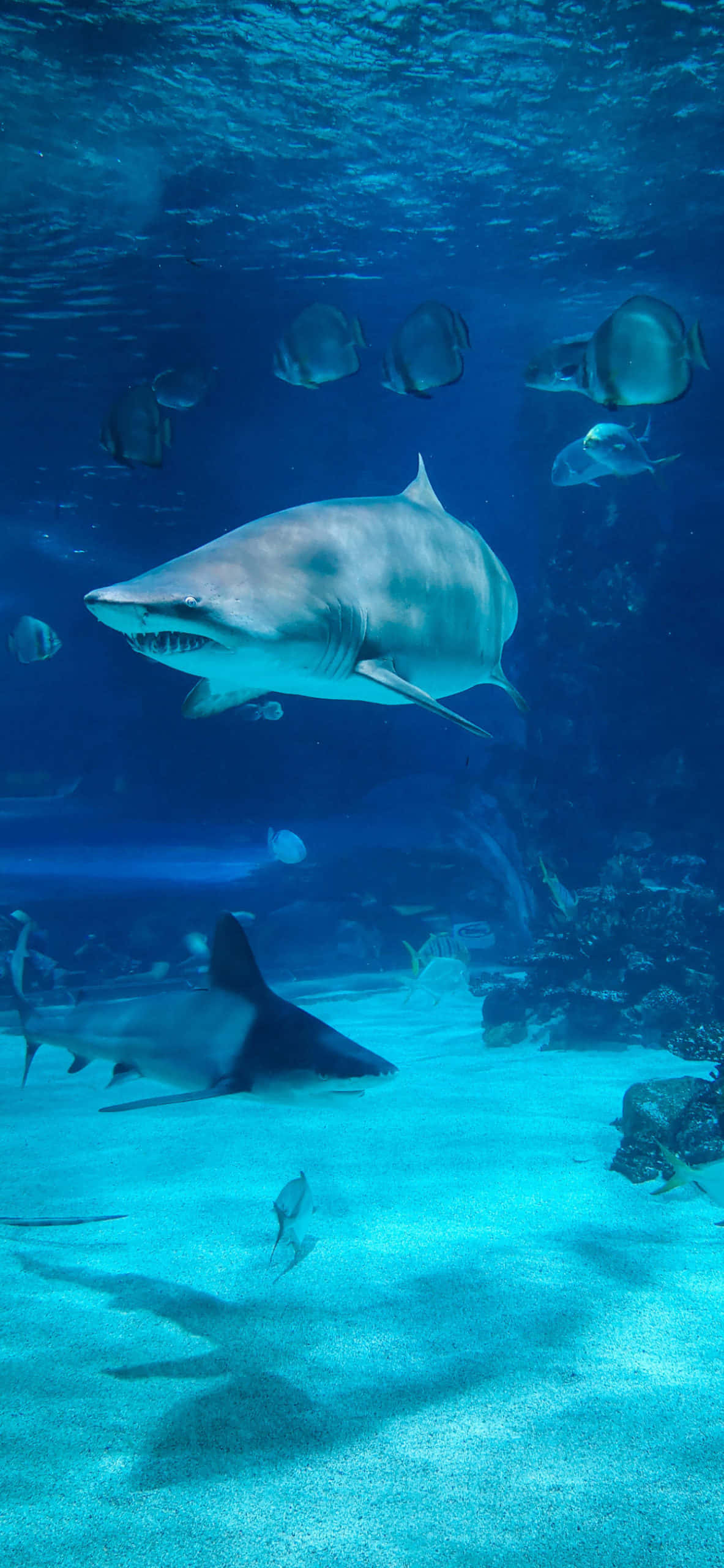 great white shark, clear blue water, sandy ocean floor, 2K Phone Wallpaper
