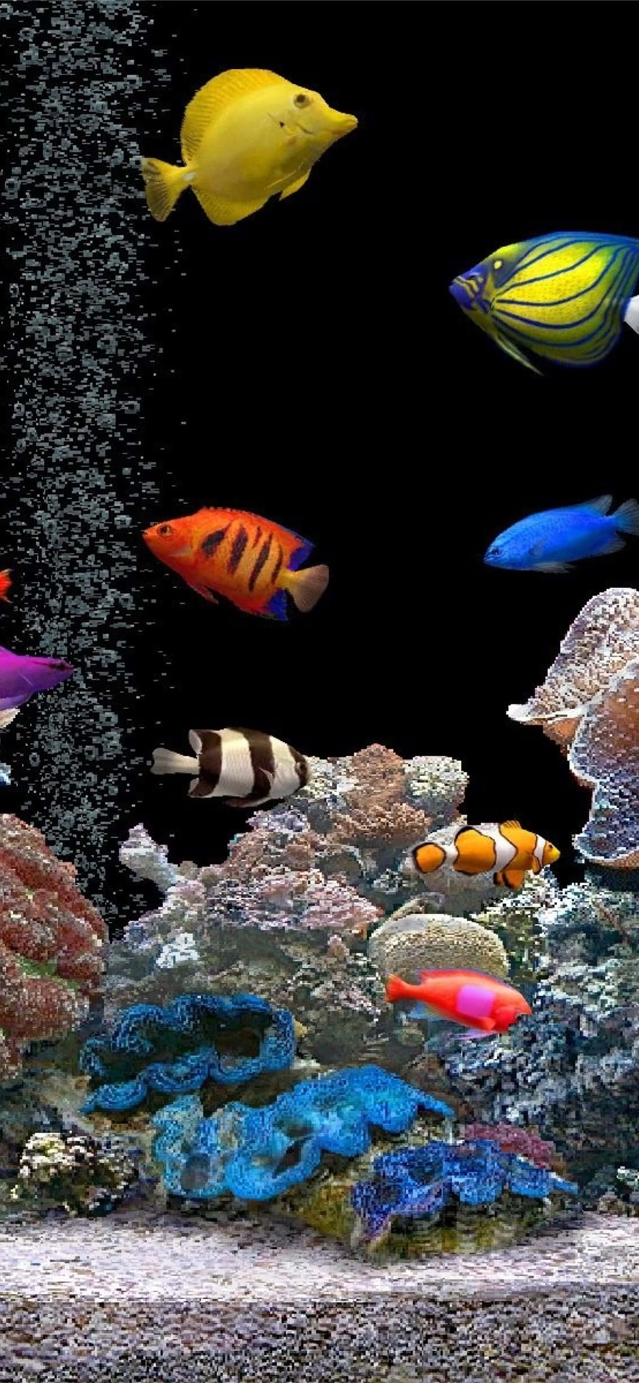 aquarium, tropical fish, coral, 2K Phone Wallpaper