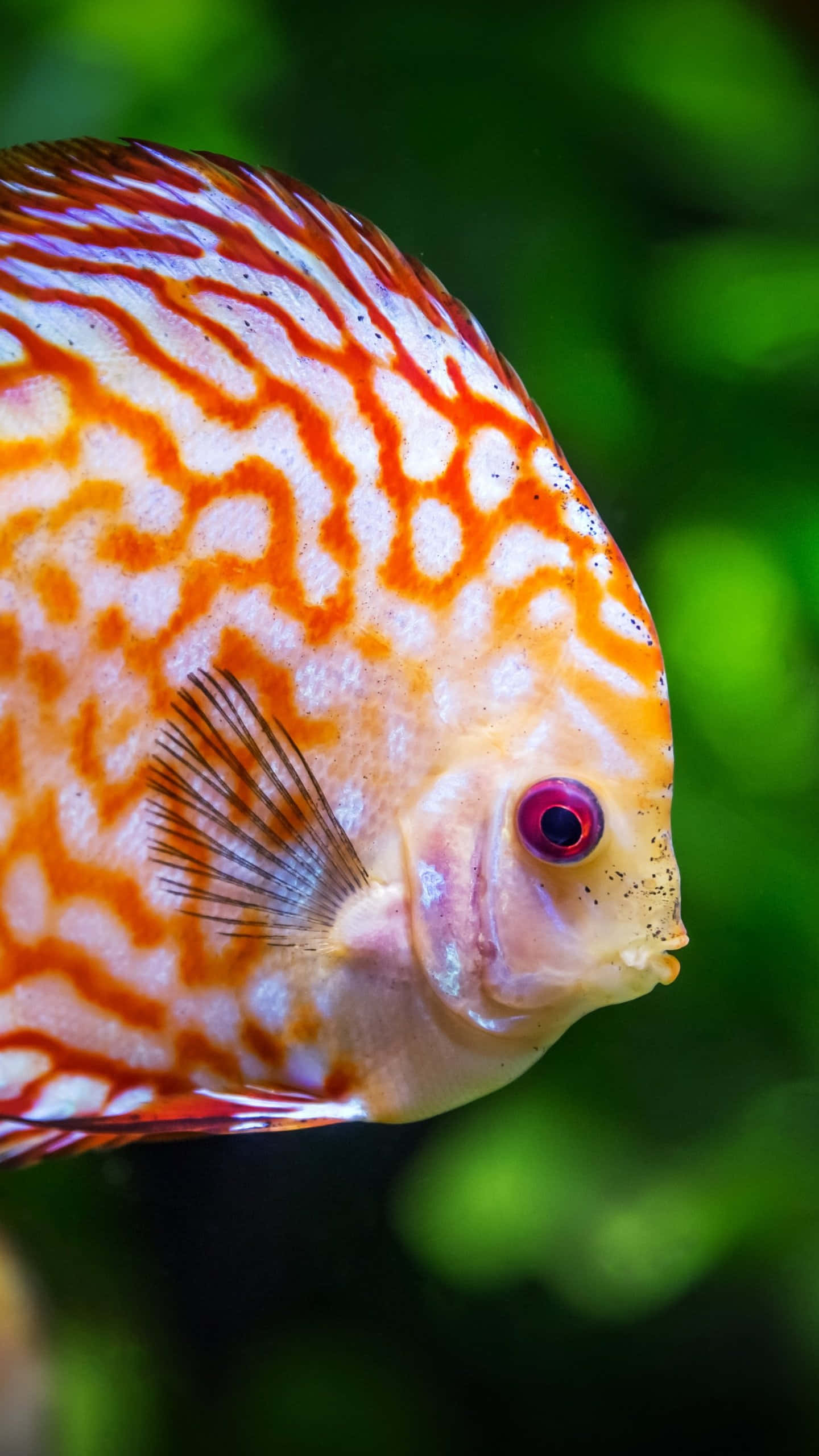 underwater iPhone, red eye, vibrant orange, 2K Phone Wallpaper
