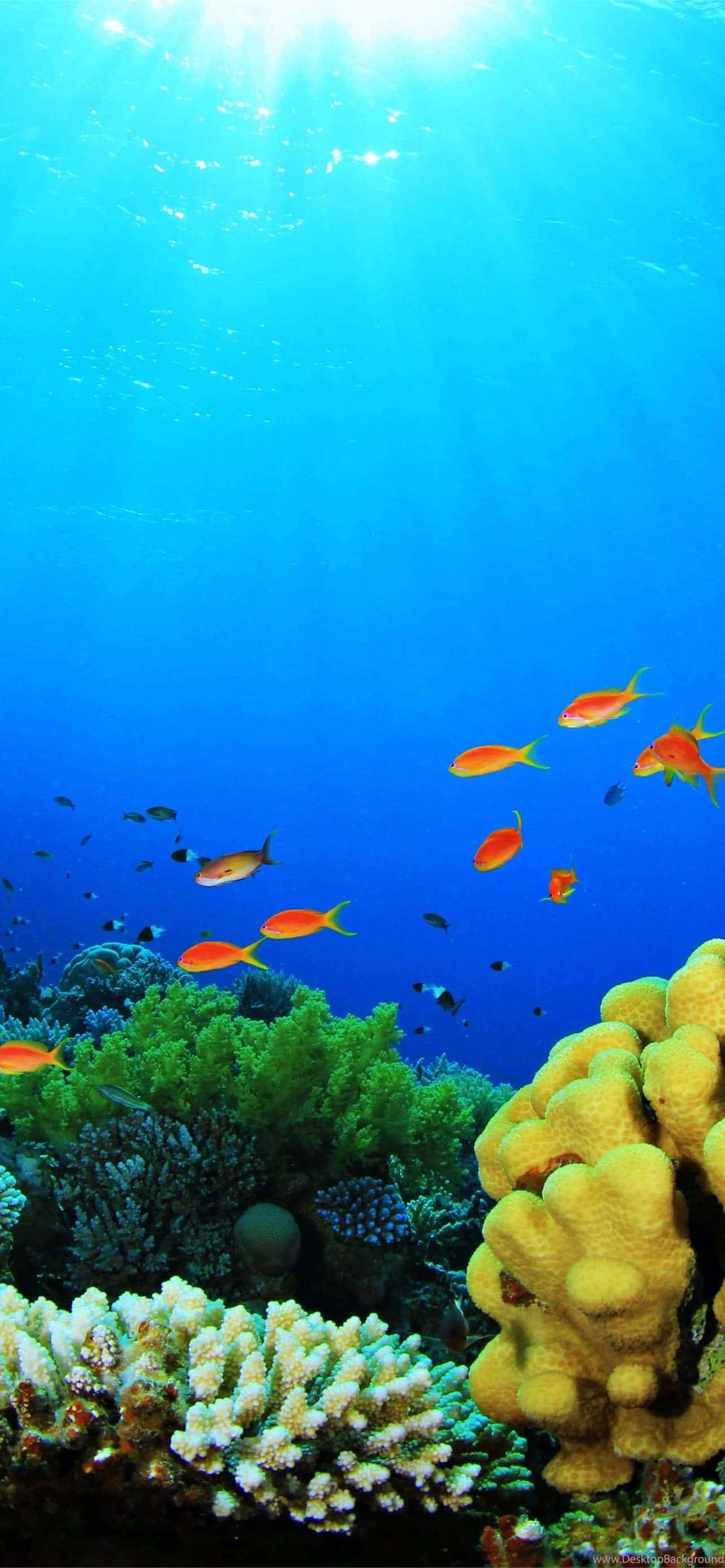 iPhone, aquarium, vibrant blue water, 2K Phone Wallpaper