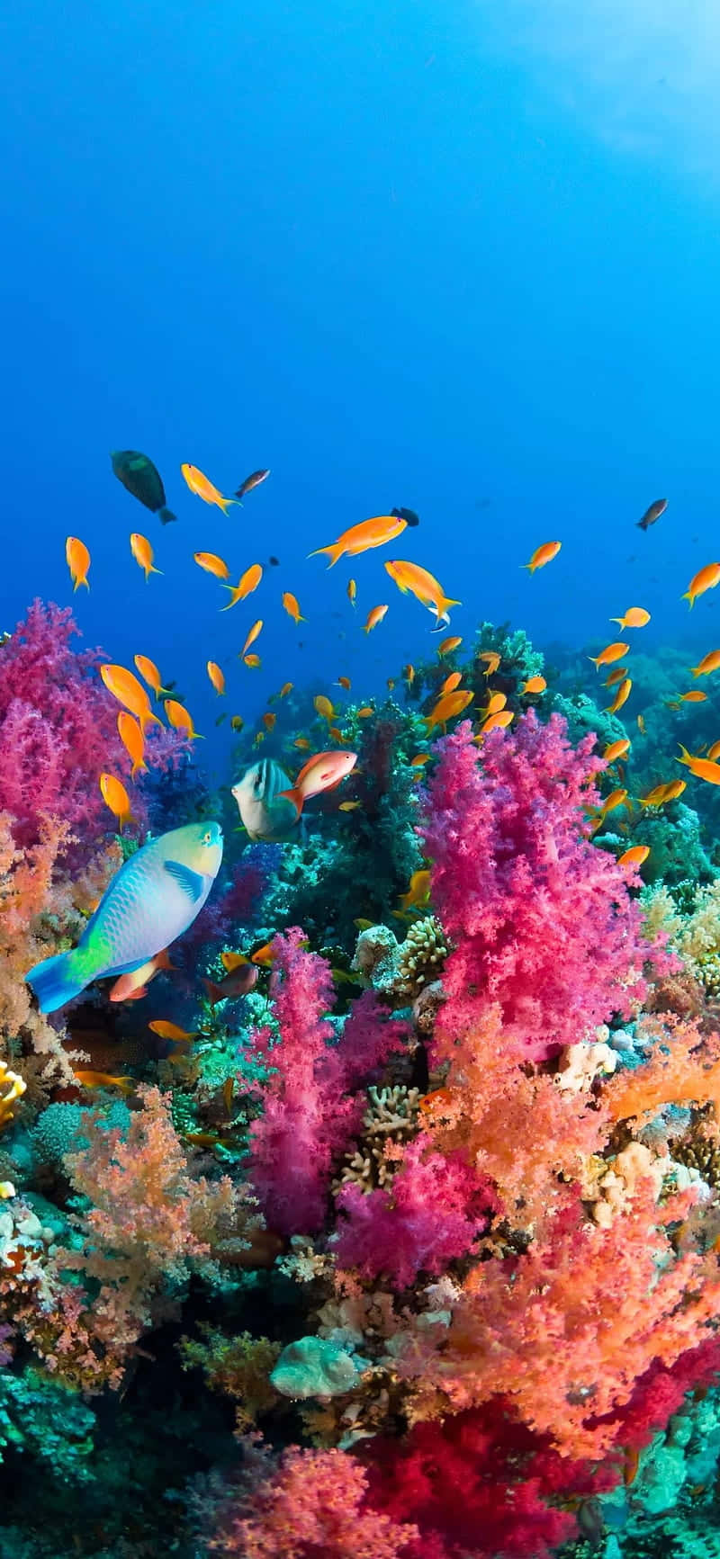aquarium iphone, coral reef, colorful fish, HD Phone Wallpaper