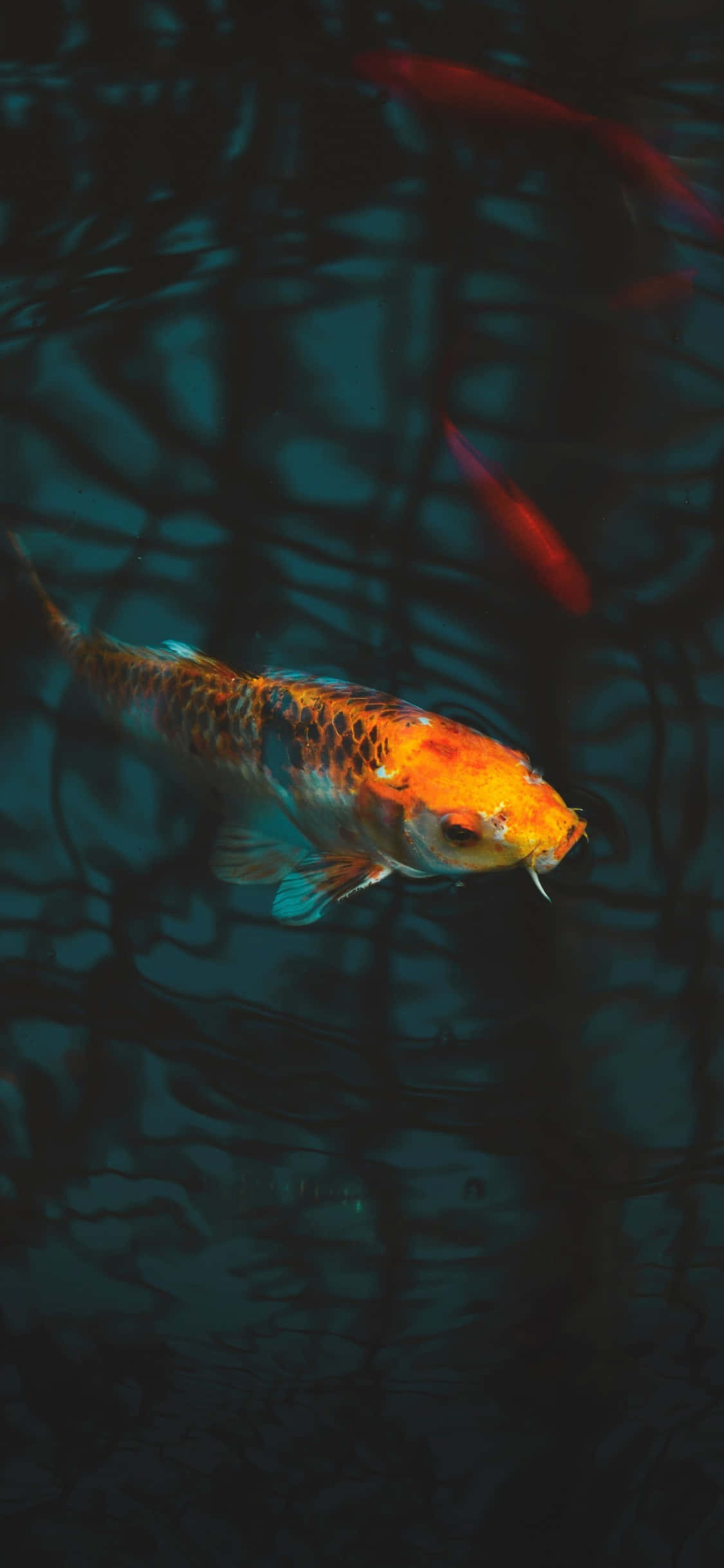 iPhone 11, aquarium, vibrant orange, Full HD Phone Wallpaper