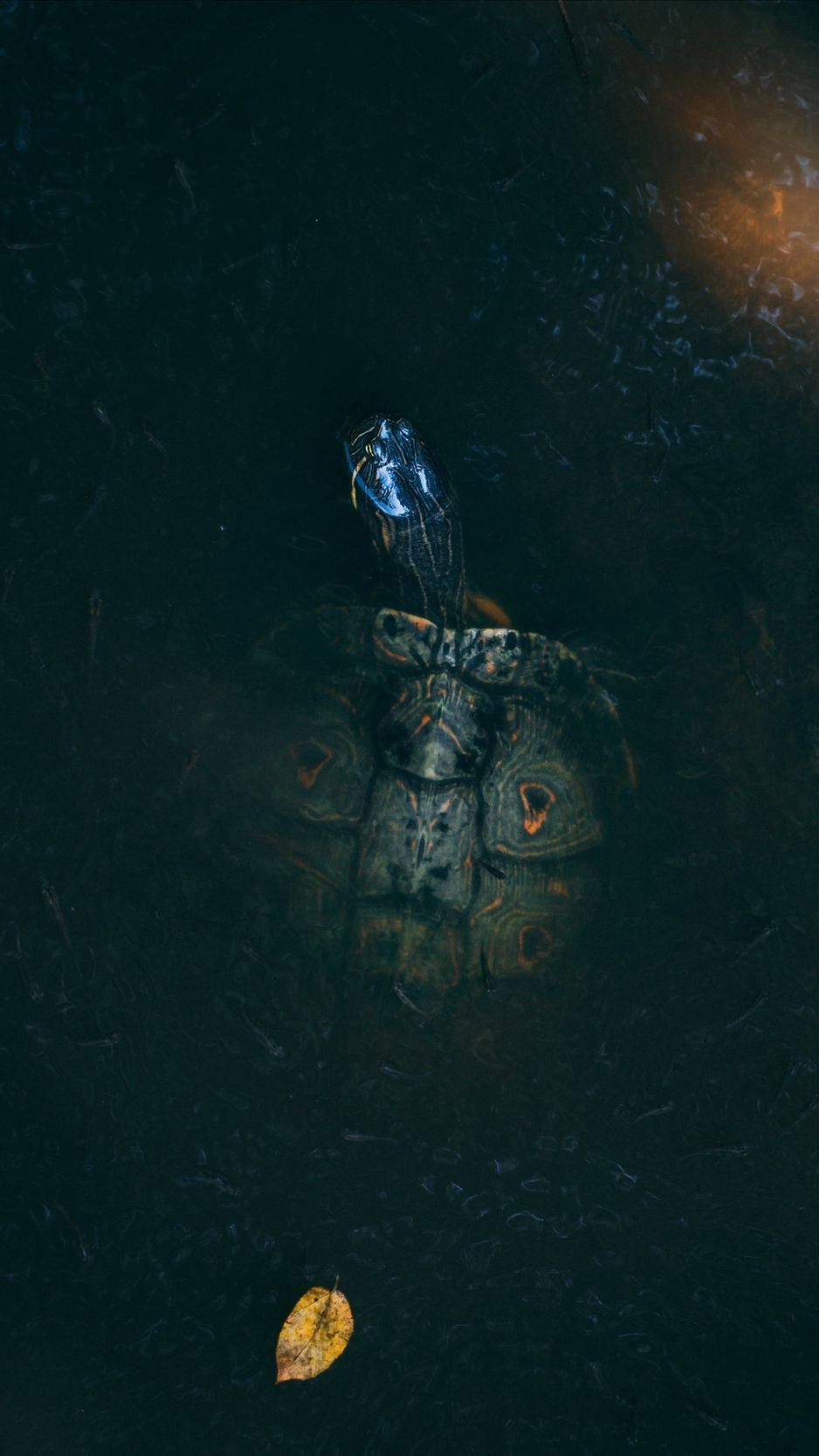 sea turtle, underwater paradise, glowing eyes, HD Phone Wallpaper
