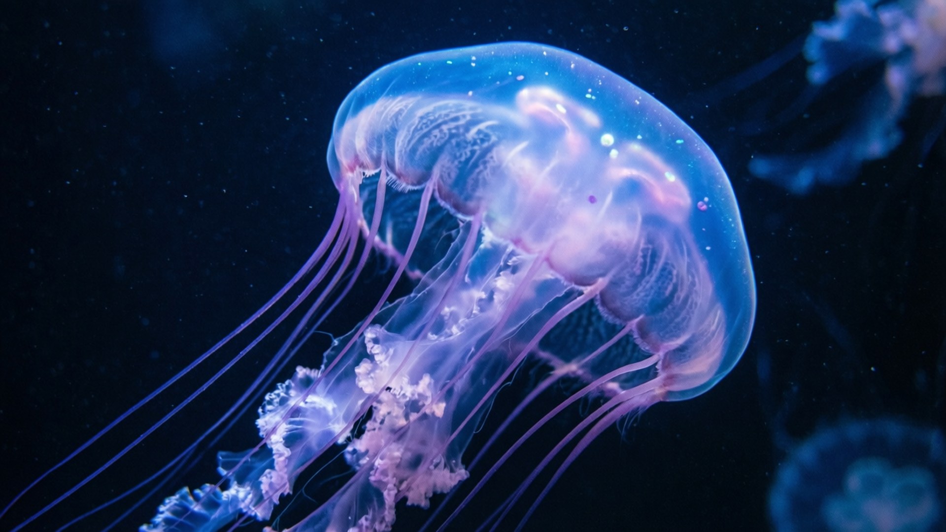 glowing jellyfish, purple tentacles, translucent jellyfish, Full HD Desktop Wallpaper