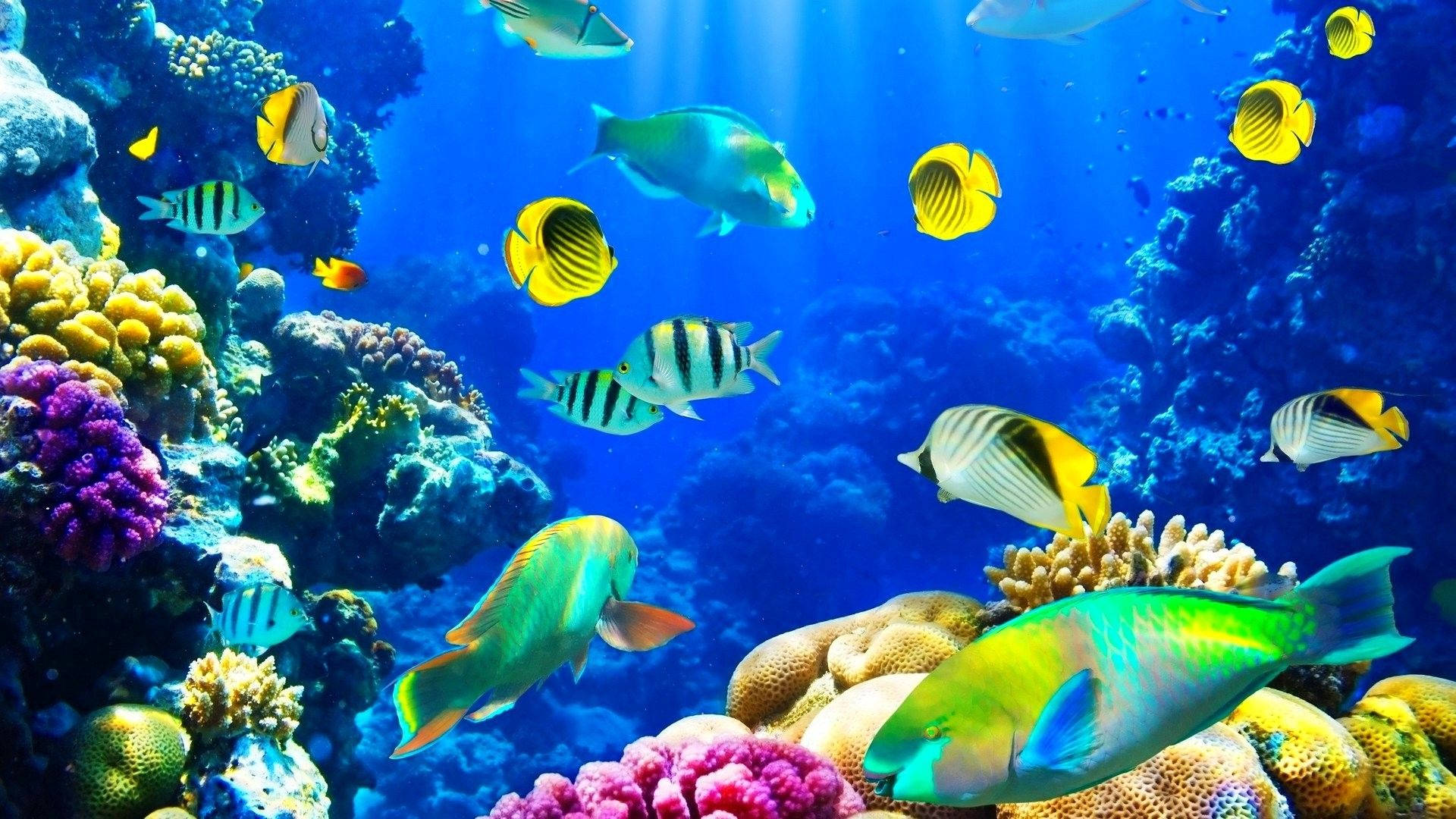 tropical fish, colorful coral reefs, bright blue ocean water, Full HD Desktop Wallpaper