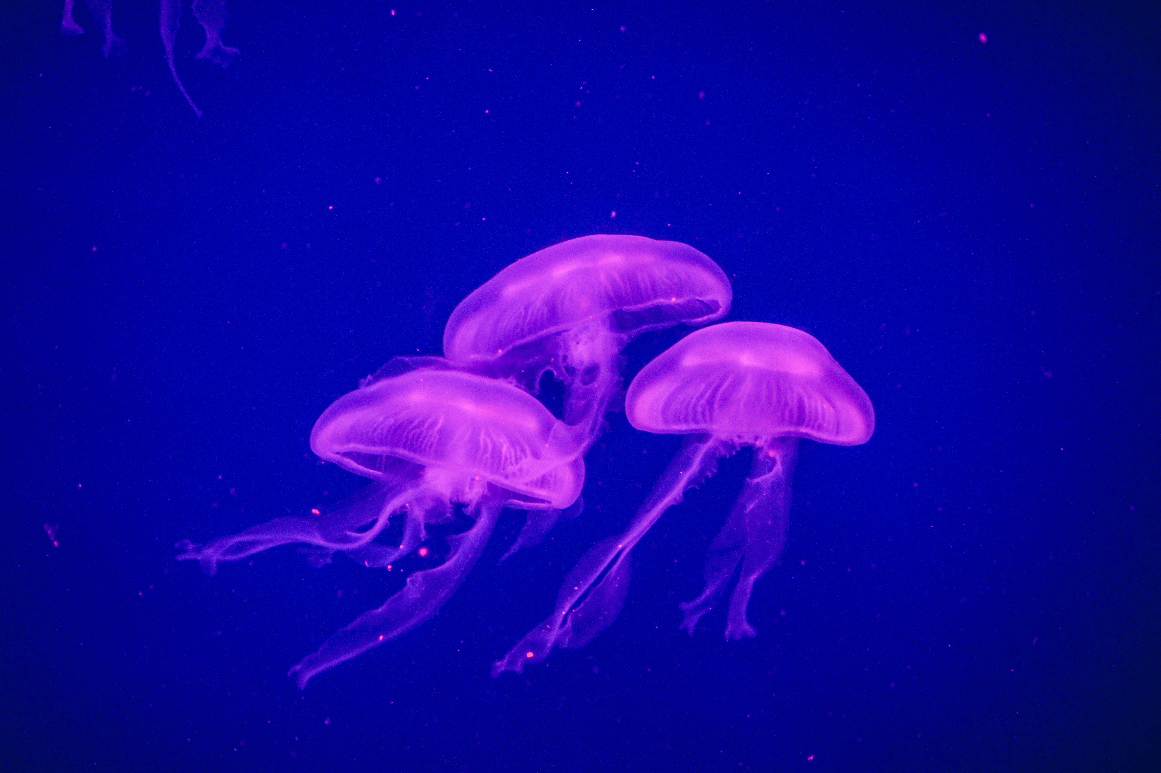 three purple jellyfish, glowing purple jellyfish, deep blue water, 4K Desktop Wallpaper