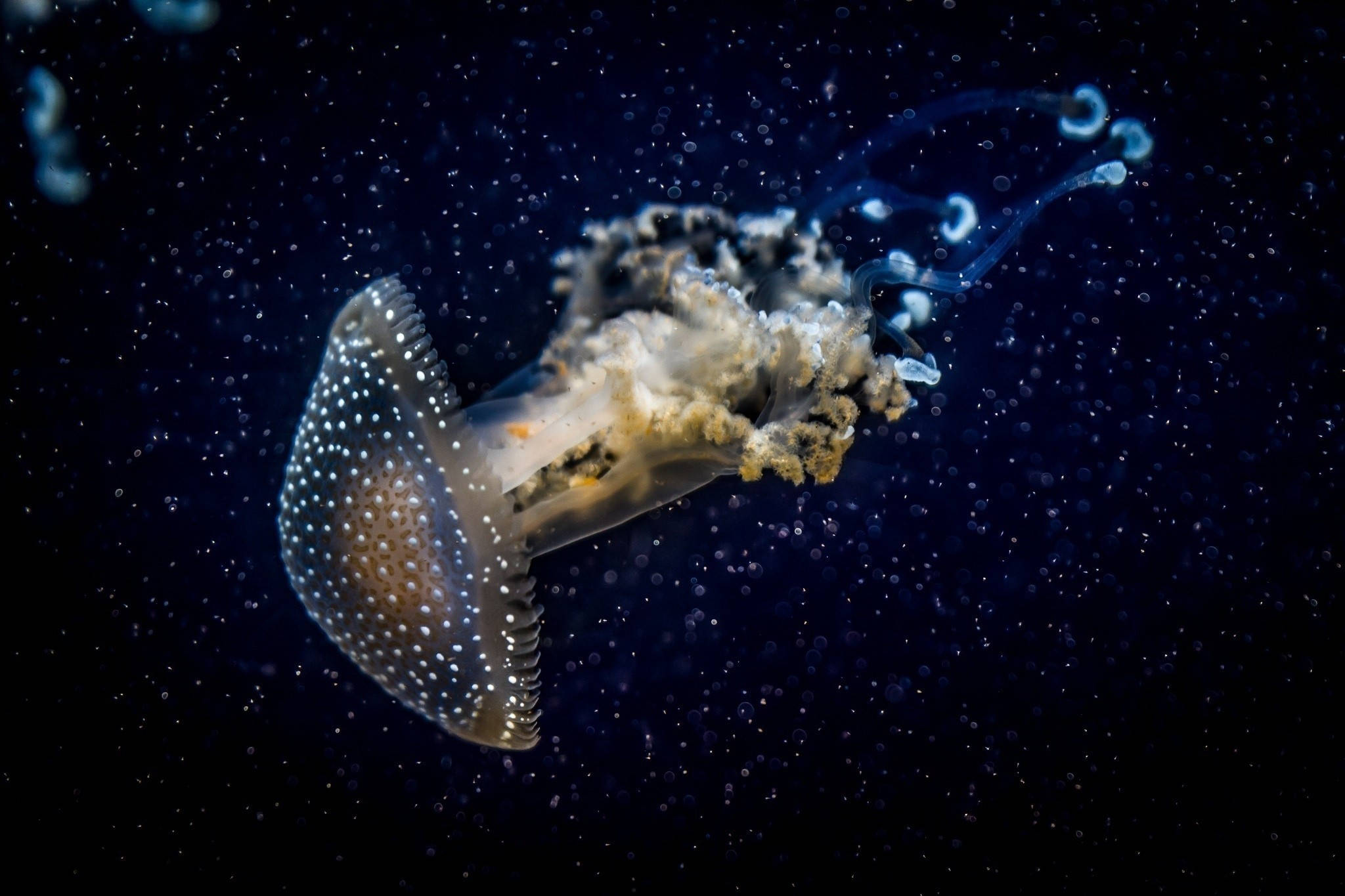 brown jellyfish, dark ocean, translucent jellyfish, Full HD Desktop Wallpaper